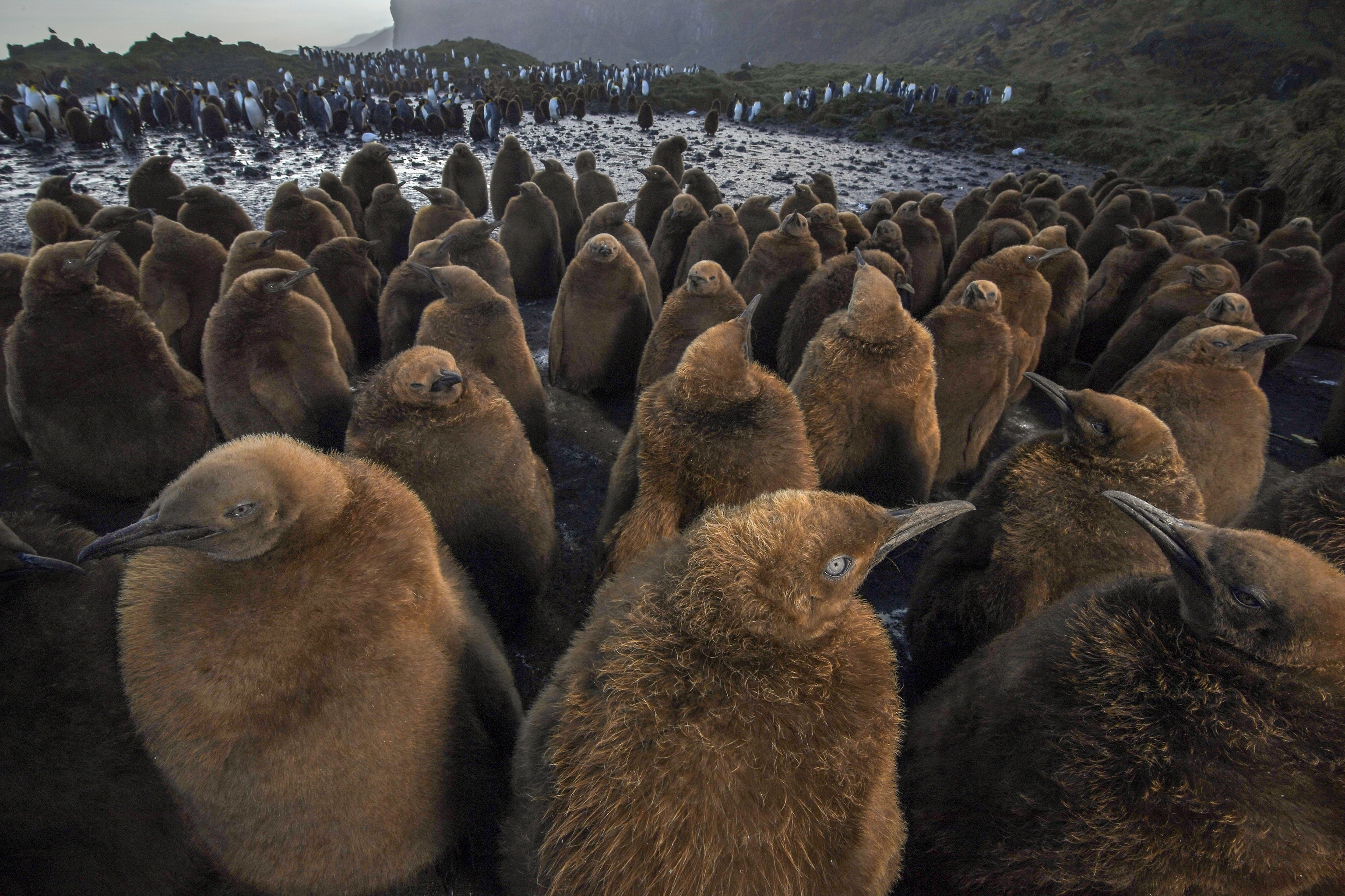 A large colony of king penguin chicks and adults in the background are seen on Marion Island, Prince Edward Islands, South Africa.