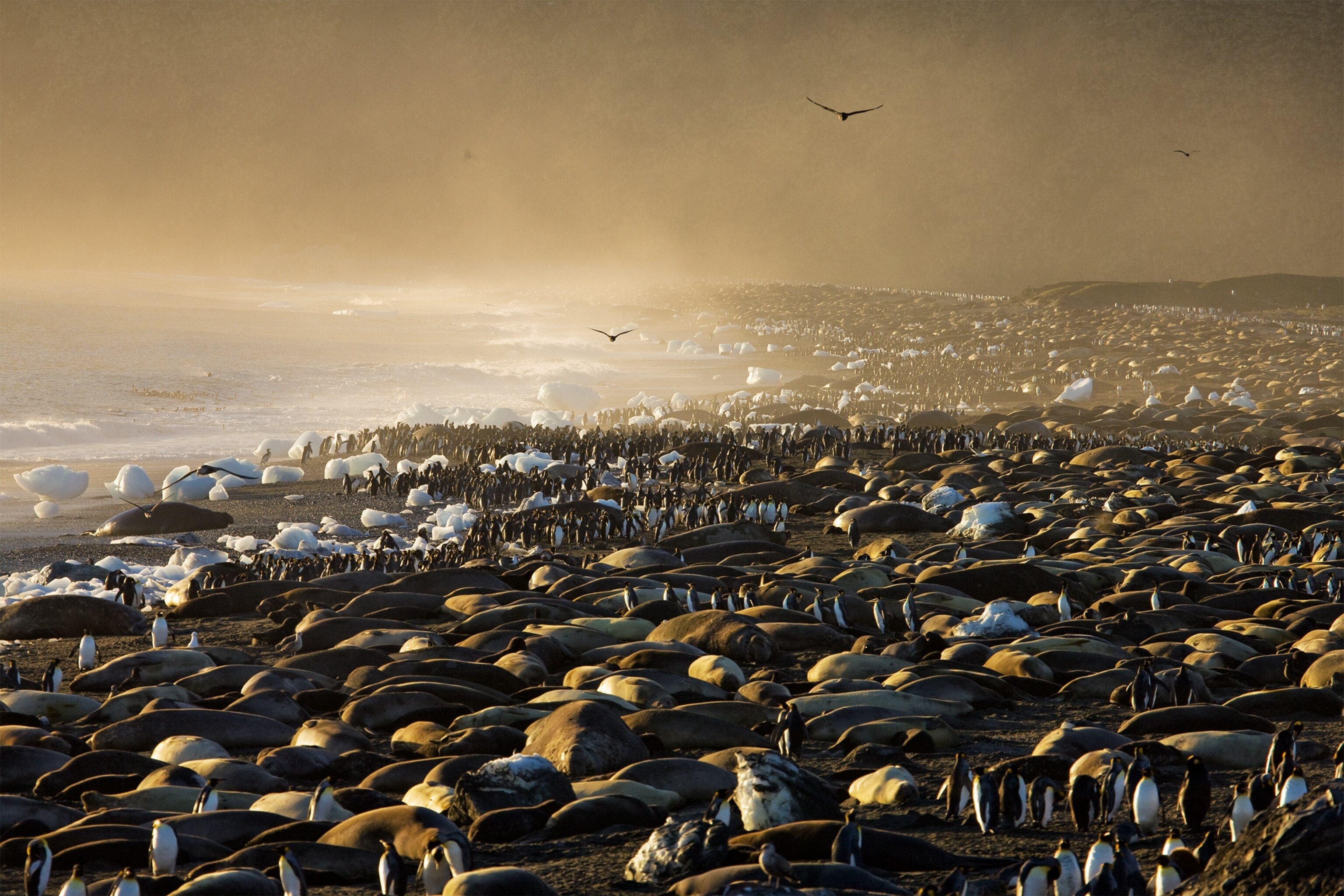 Krill feeds on phytoplankton that grows on the underside of sea ice.
