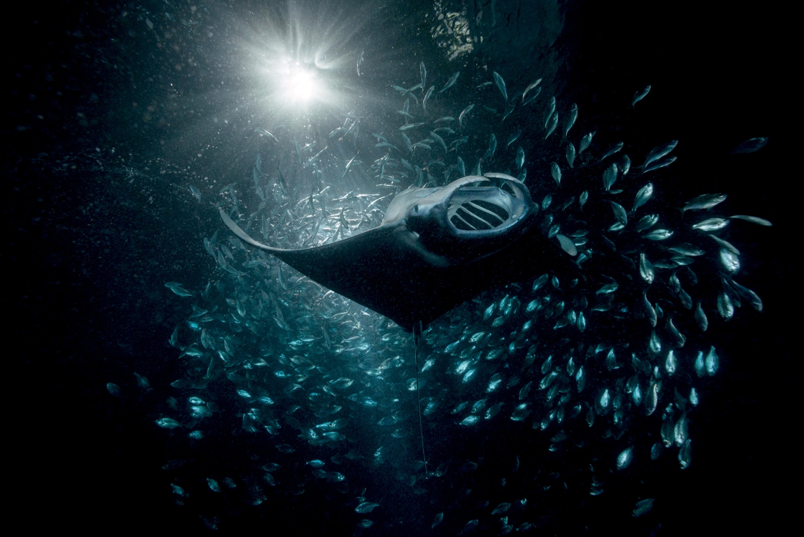 Reef manta ray feeding on plankton, Akako Bay, Keahole, Kona, Hawaii