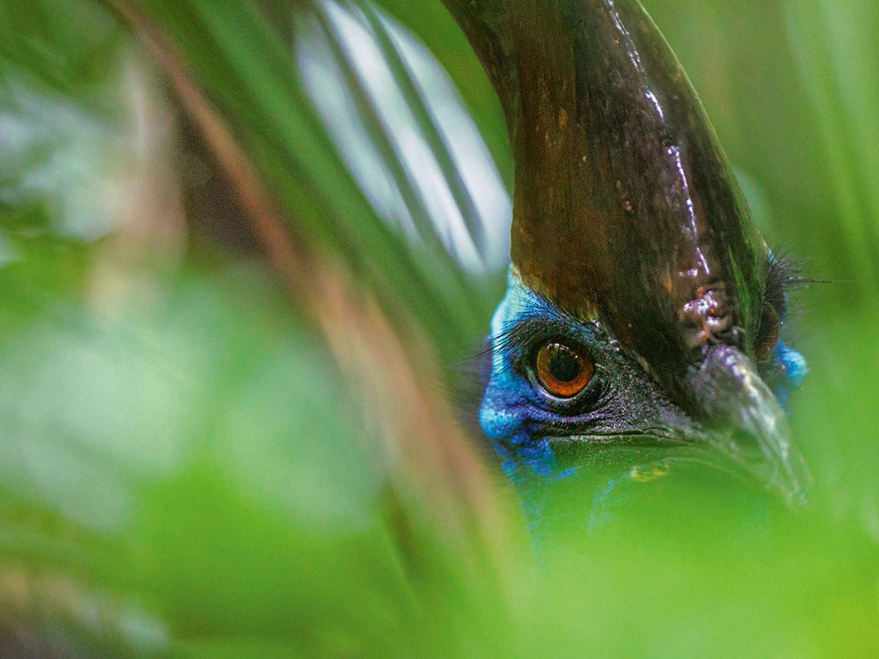a cassowary peering through foliage in northeast Queensland, Australia