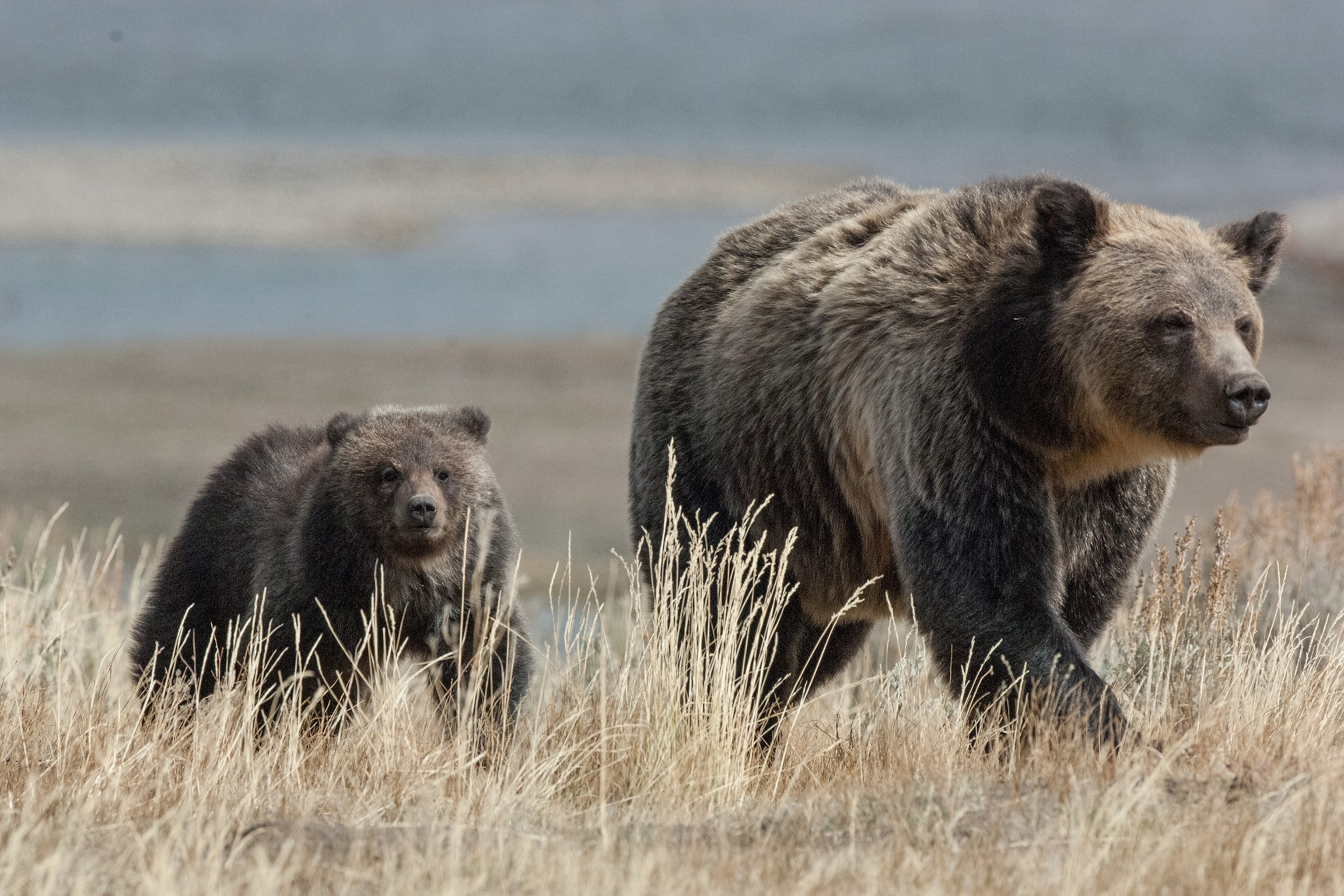 a mother grizzly bear and her cub
