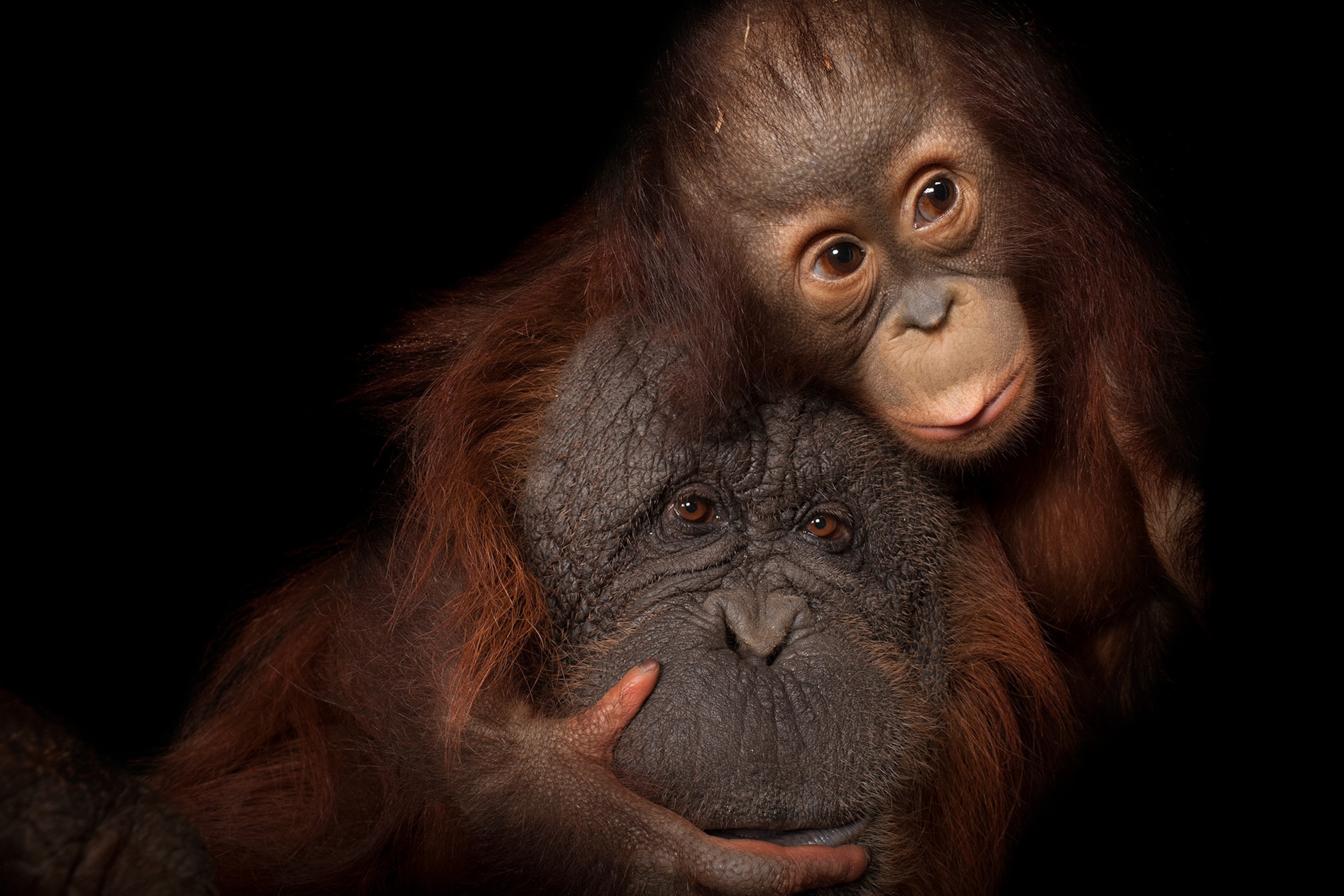 orangutans