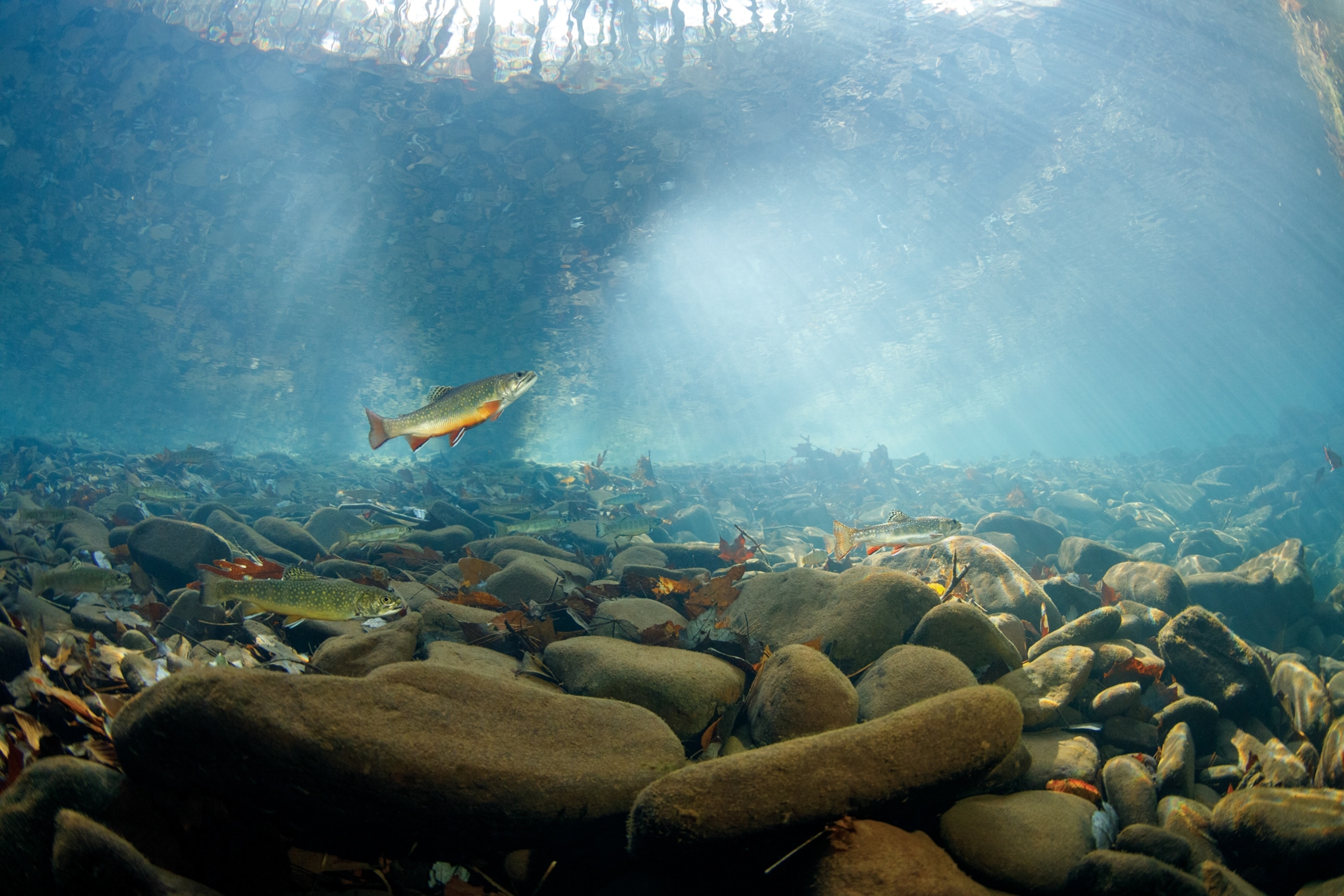 Picture of three brook trout in the clear waters of a Virginia stream.
