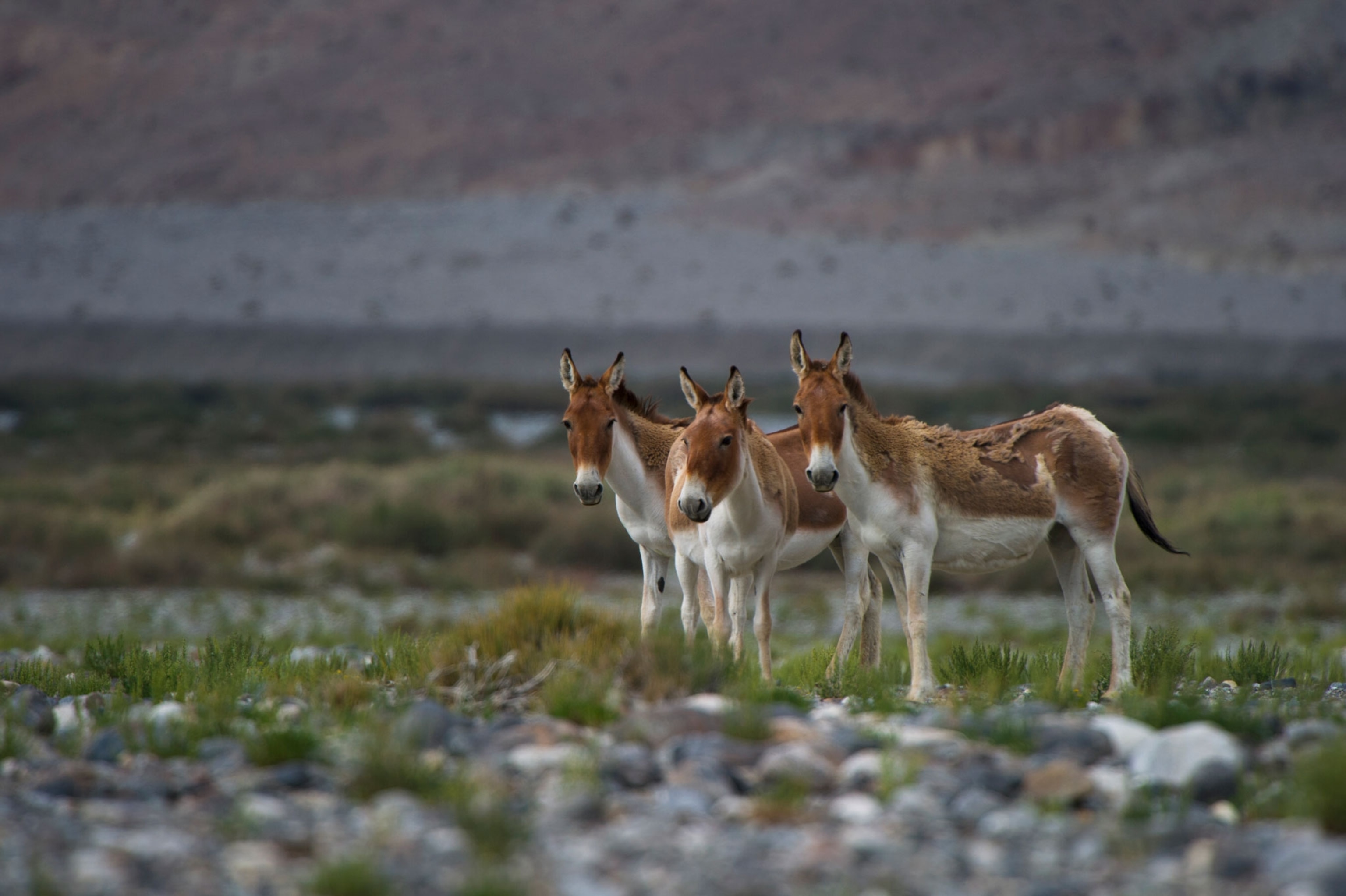 three wild donkeys