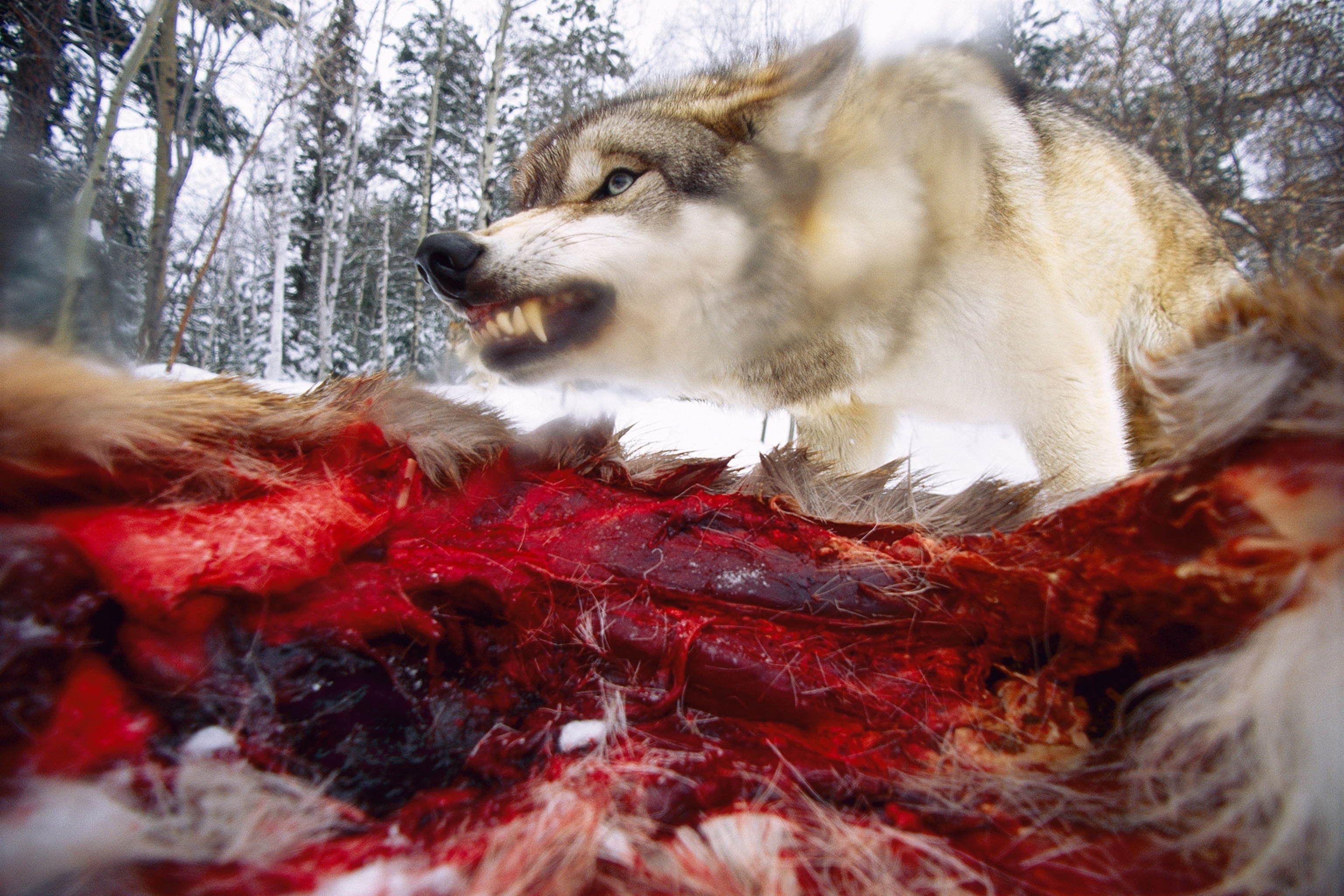 wolf