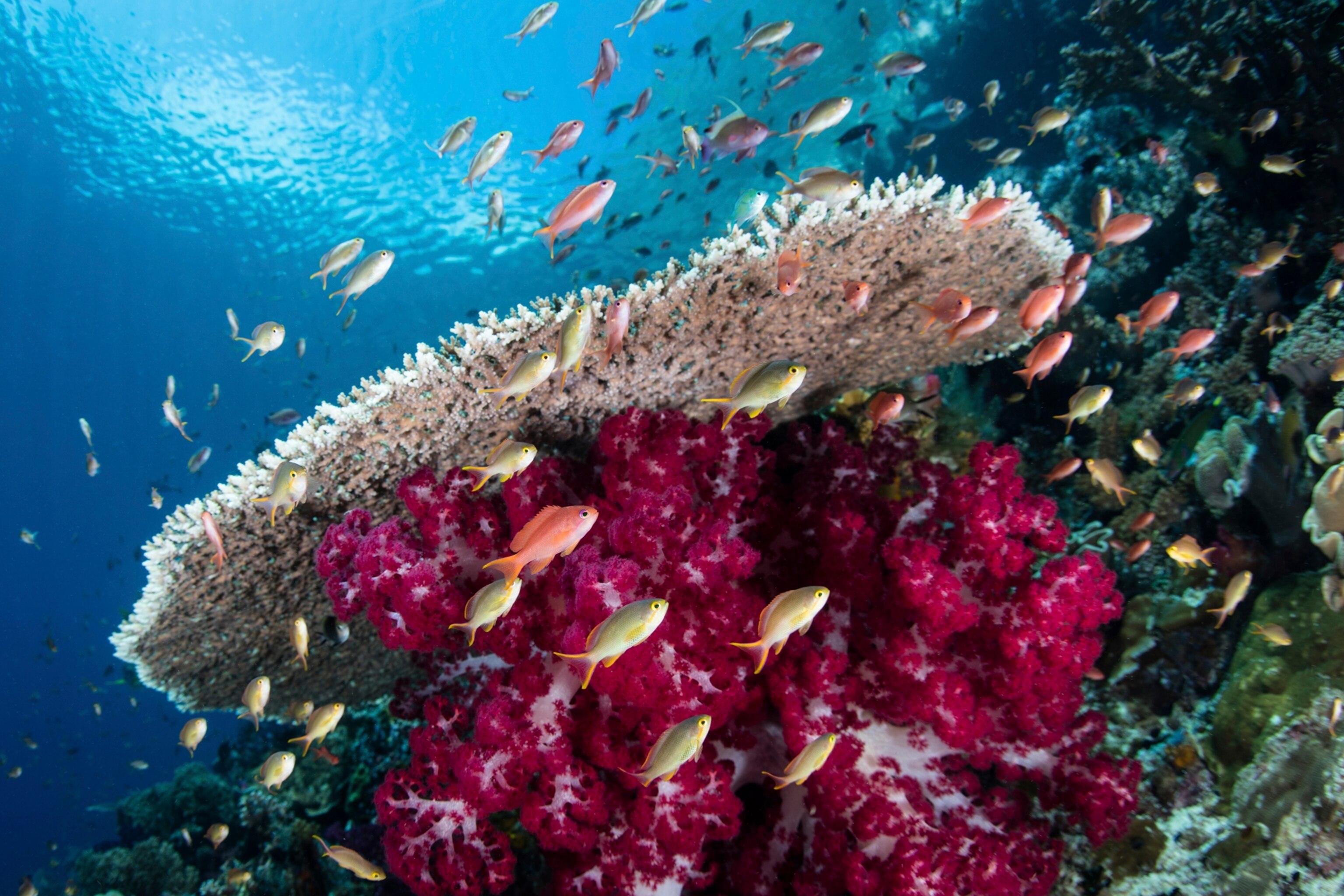 colorful Anthias in Coral Reef, Raja Ampat, West Papua, Indonesia