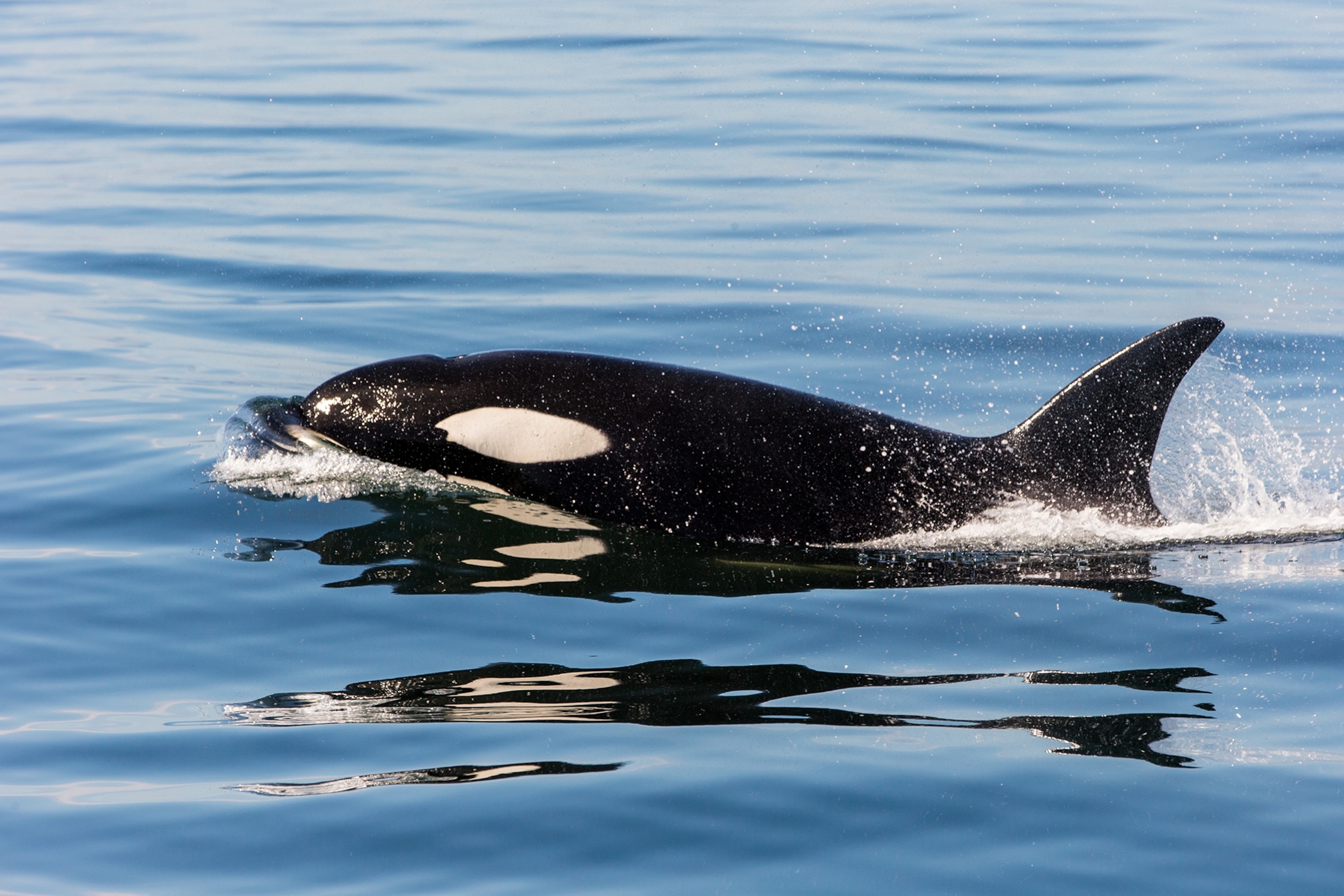 a killer whale