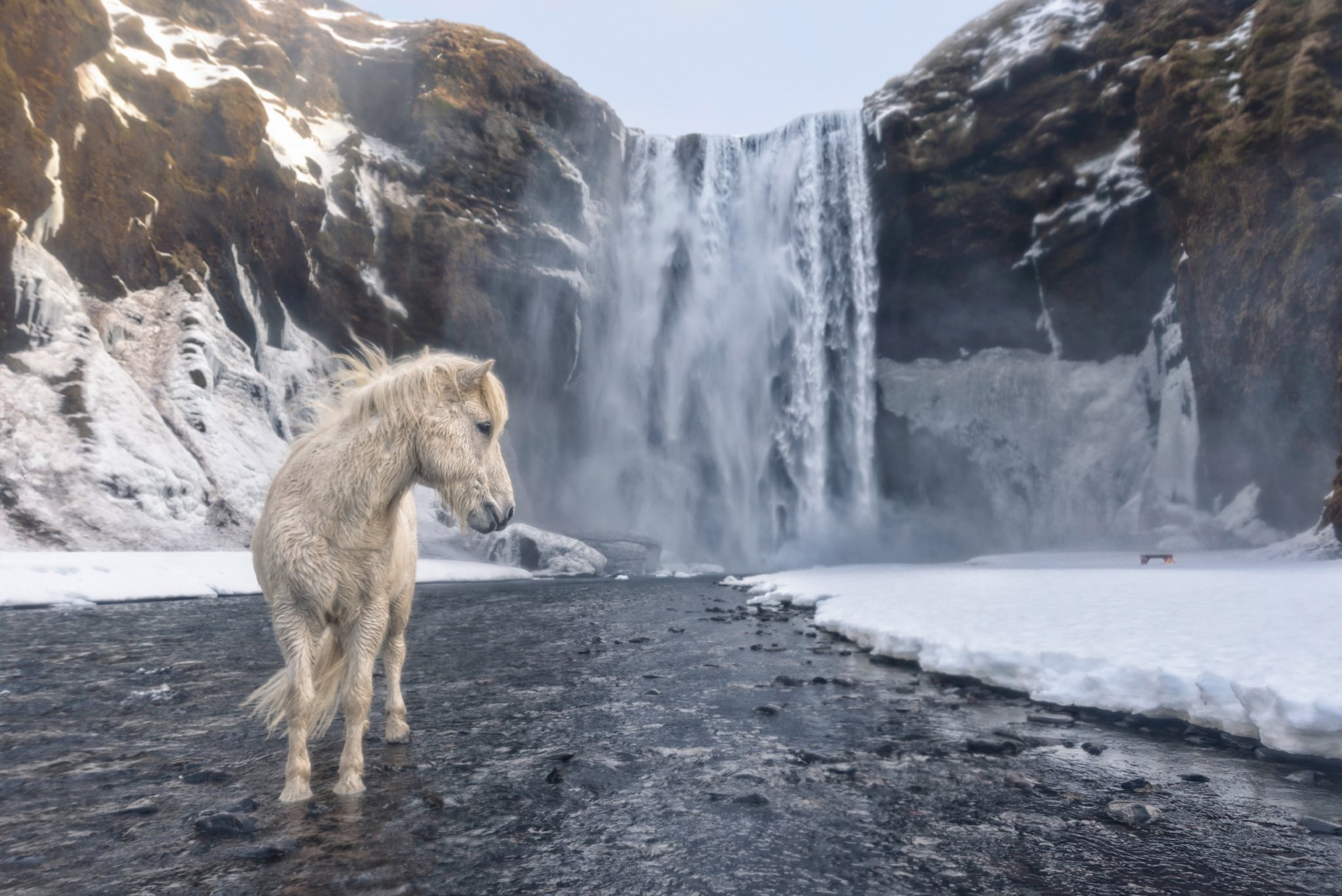 horse