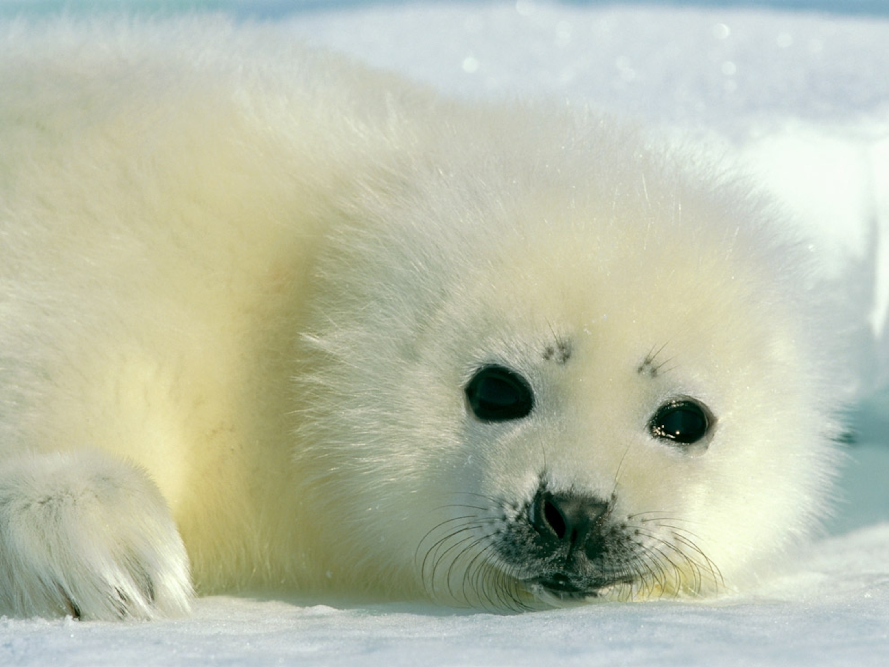 a baby harp seal resting on the Arctic ice