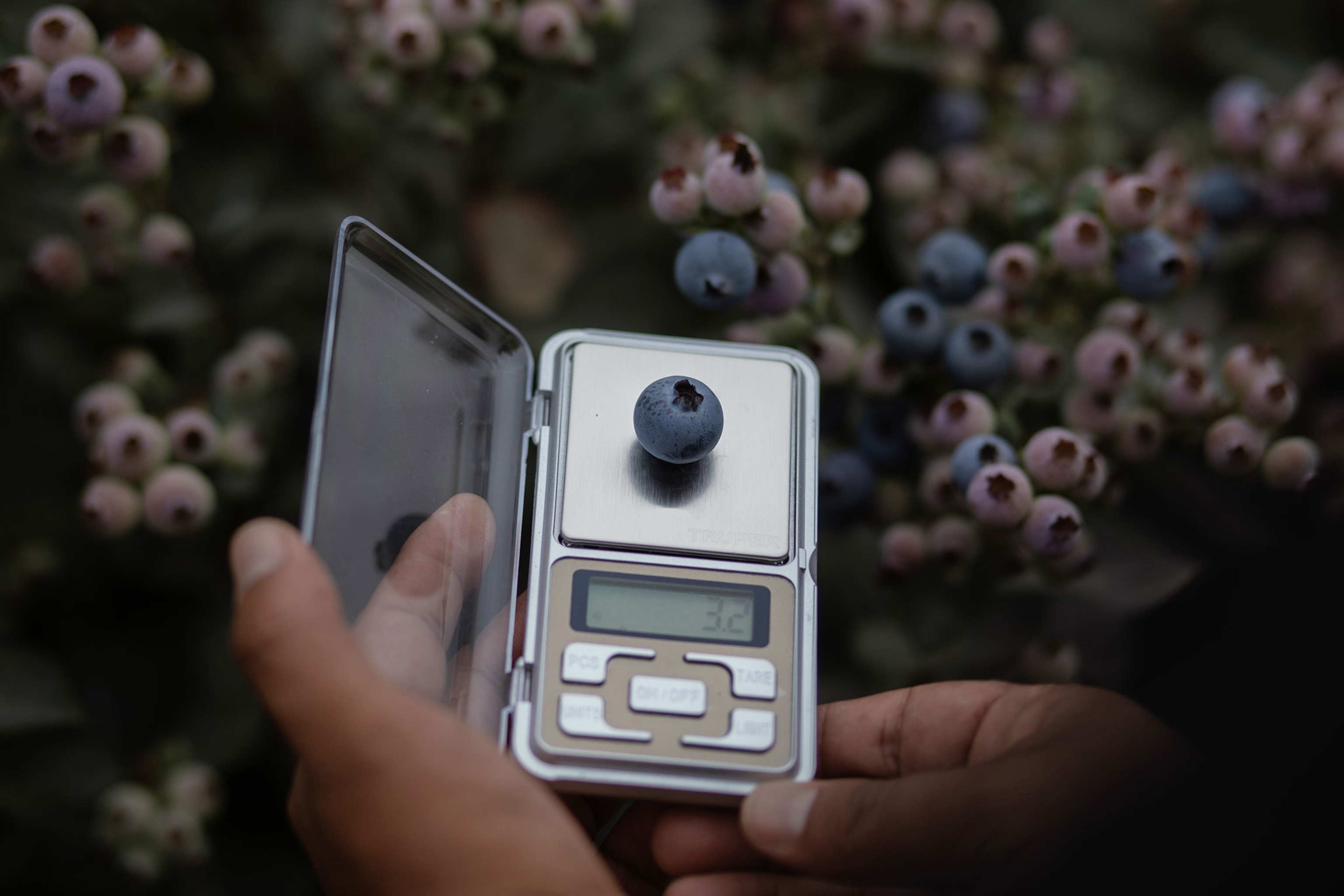 Hands holding a scale with one blueberry in front of blueberry bushes.