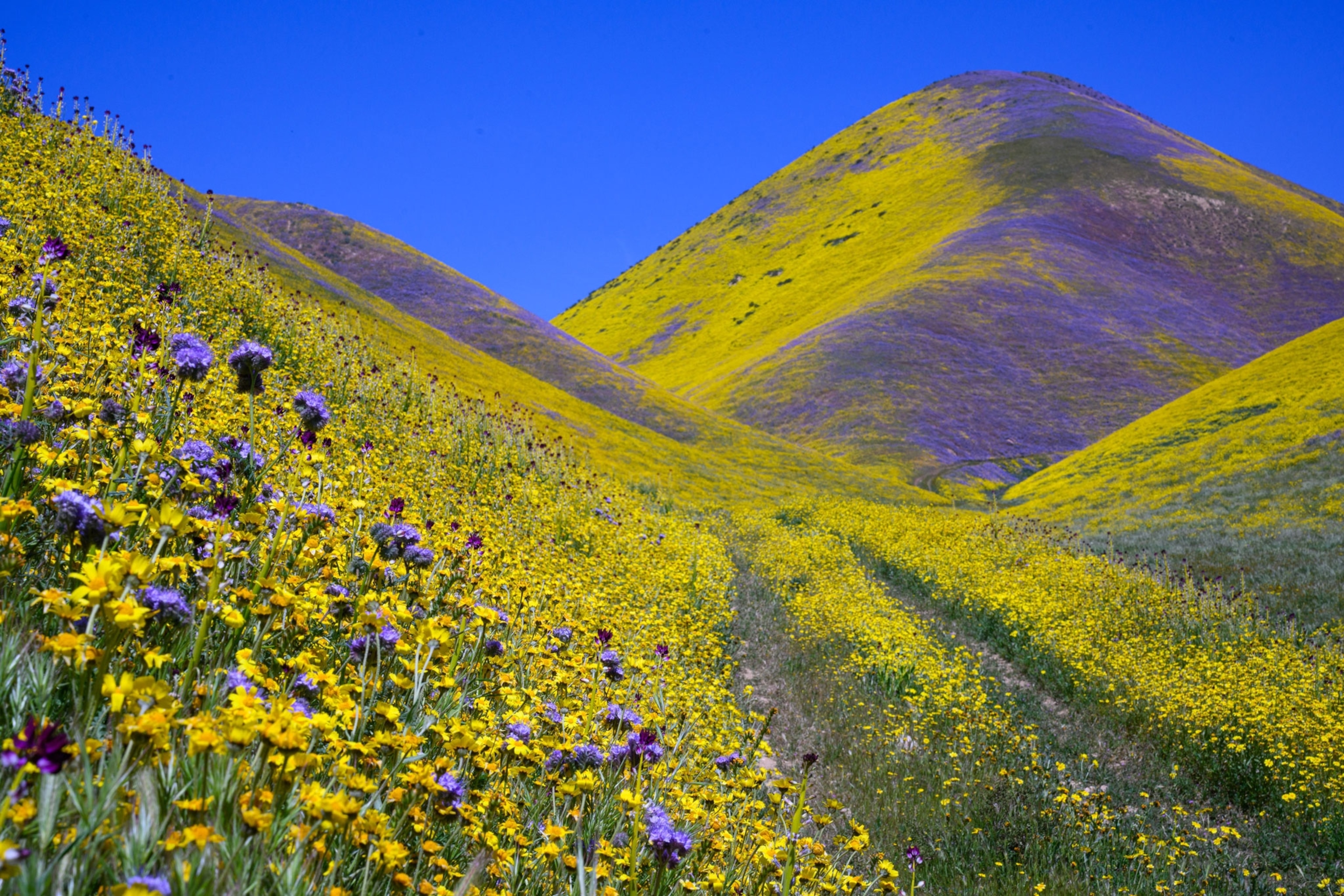 Hills covered in yellow and purple flowers.