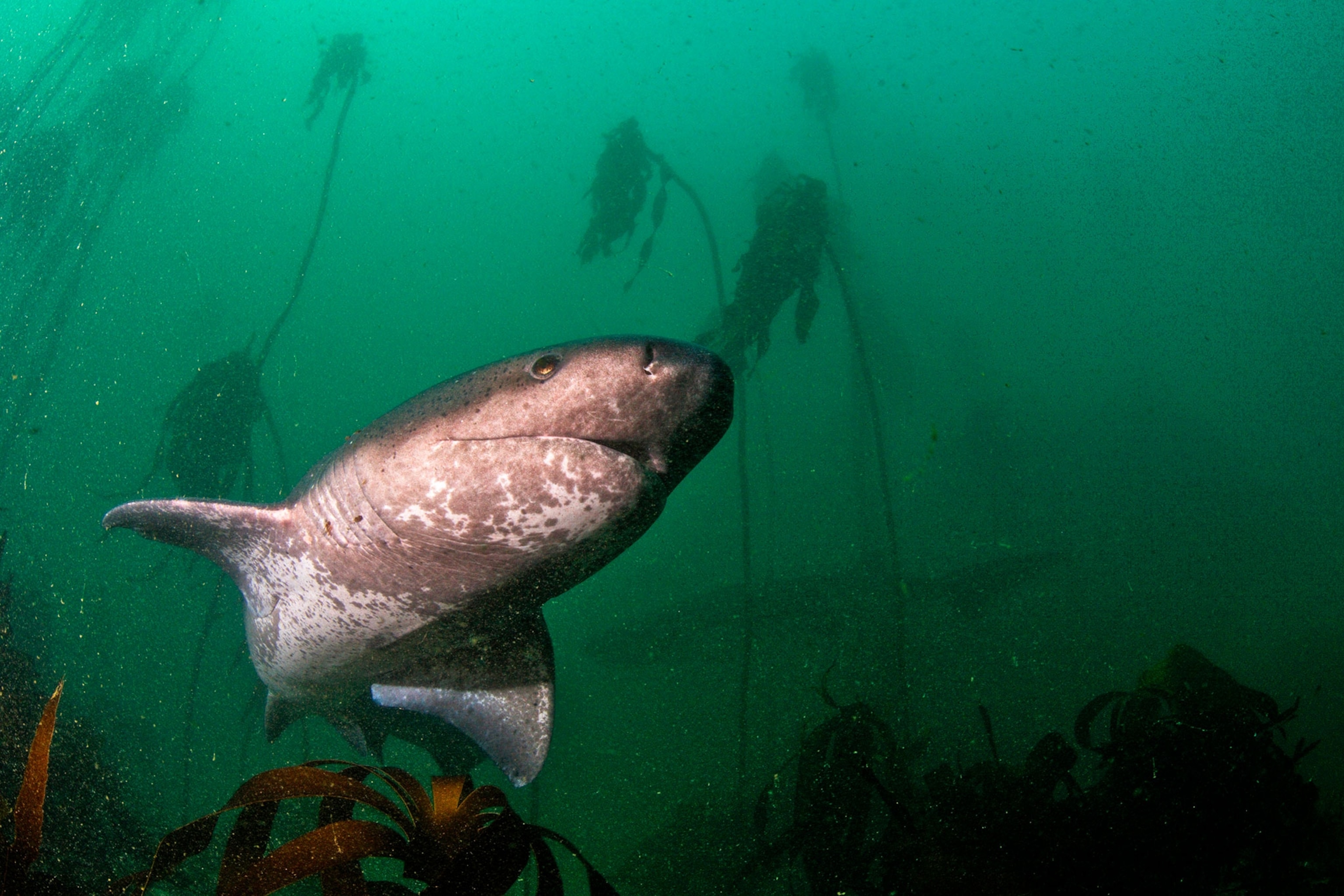 a broadness seven gill shark