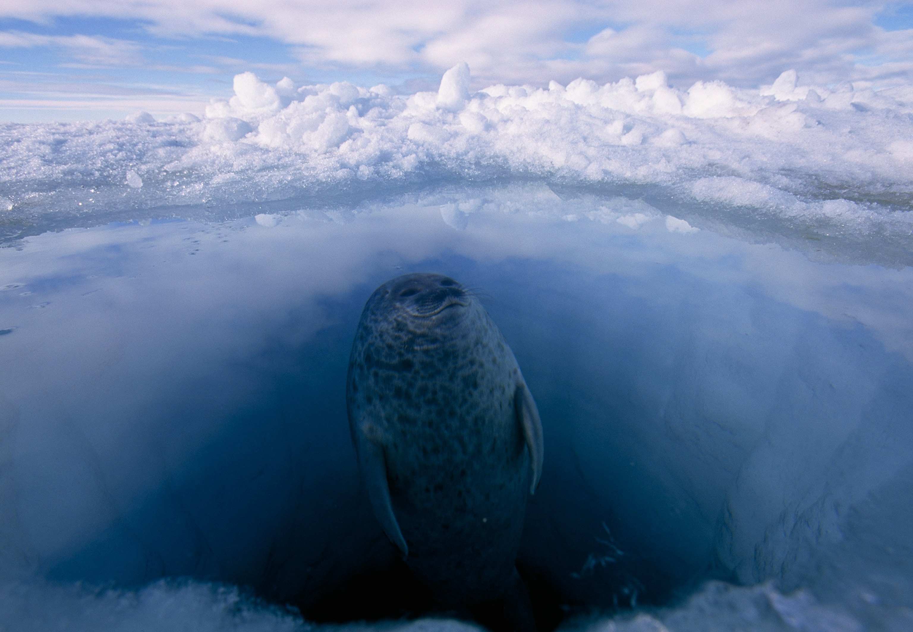 a ringed seal looking for polar bears while surfacing from its hole