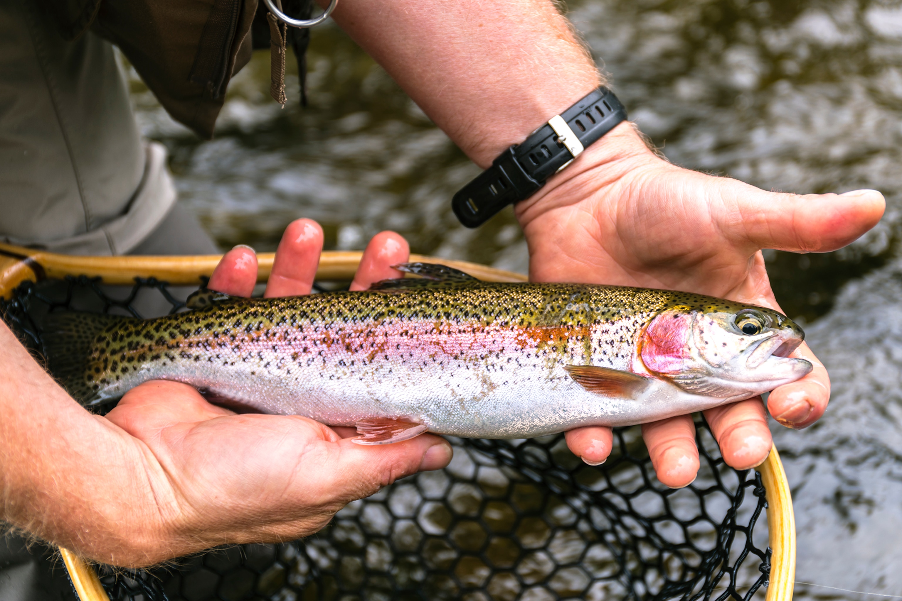 a Rainbow Trout