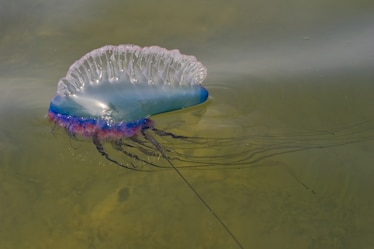 a Portuguese man-of-war