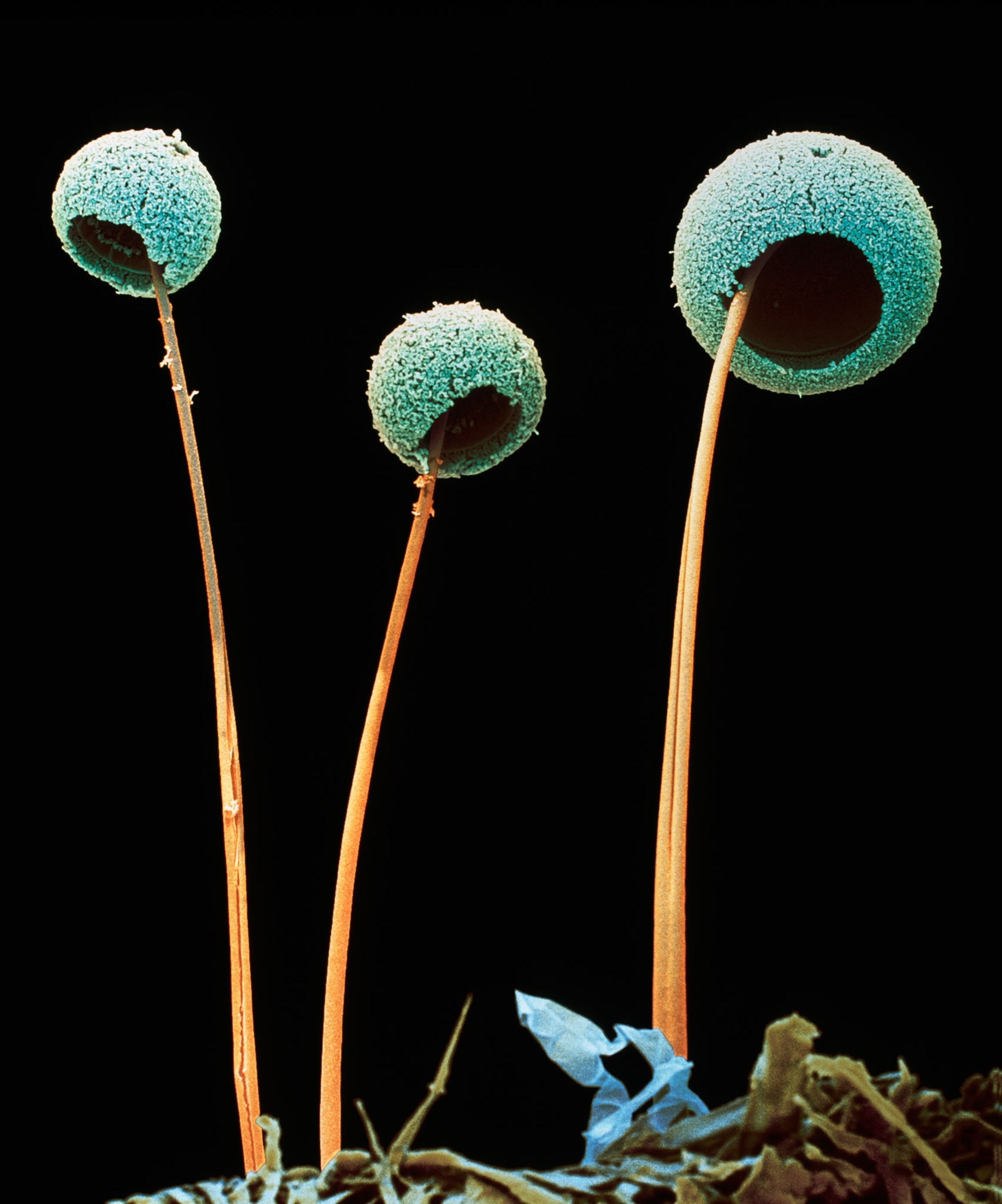 SEM of fungus