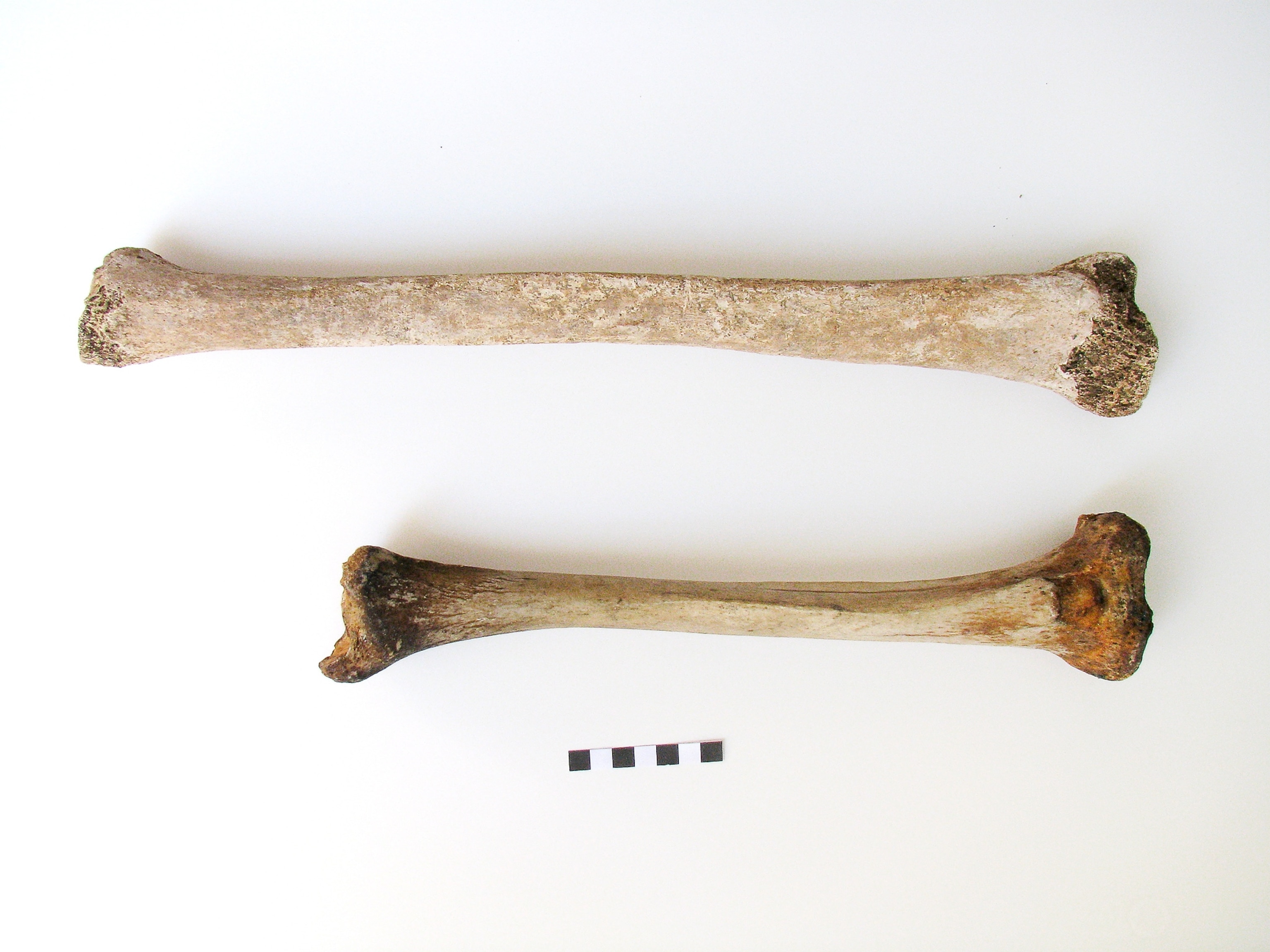 Two bones.