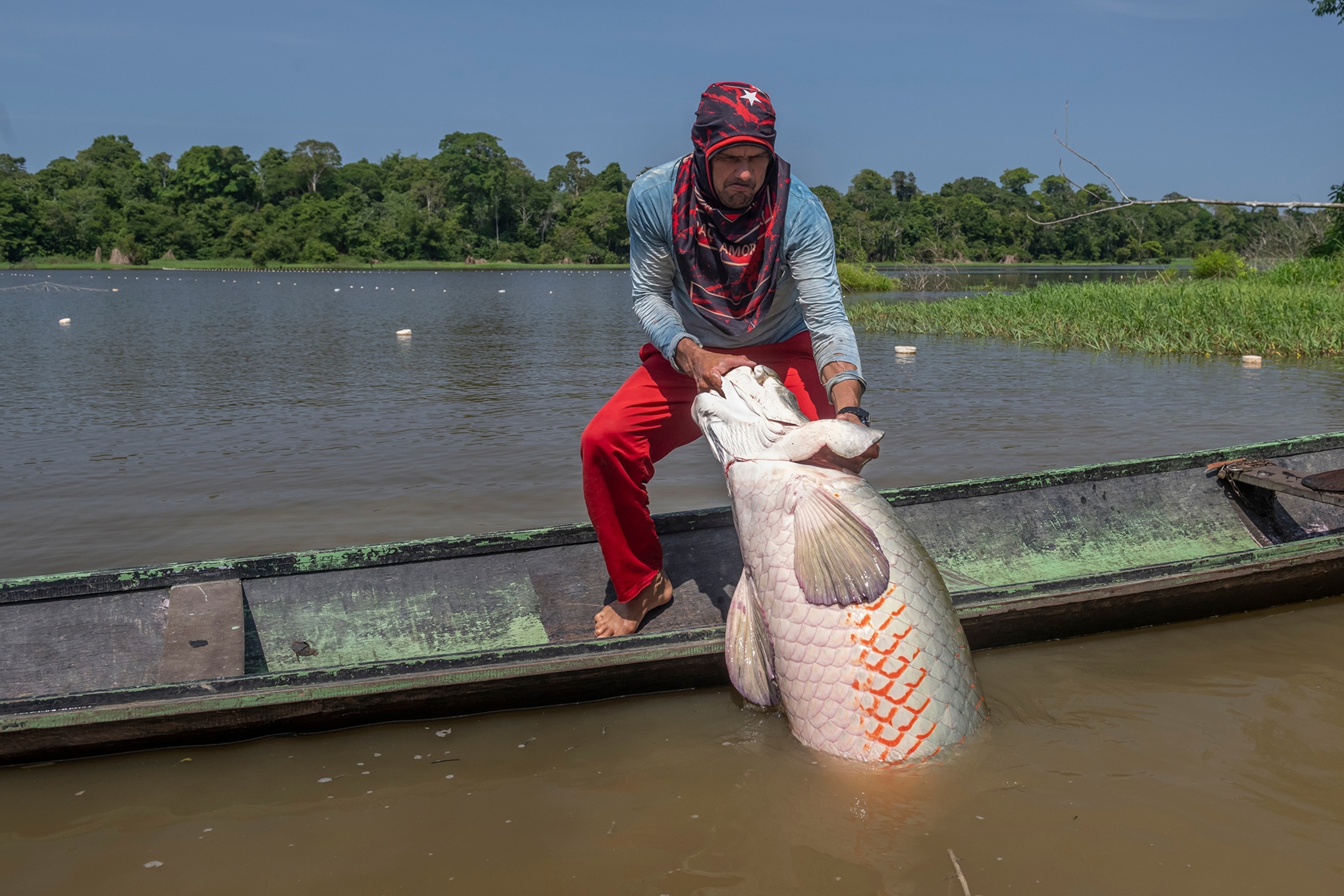 Fisherman pulling an arapaima out of the water