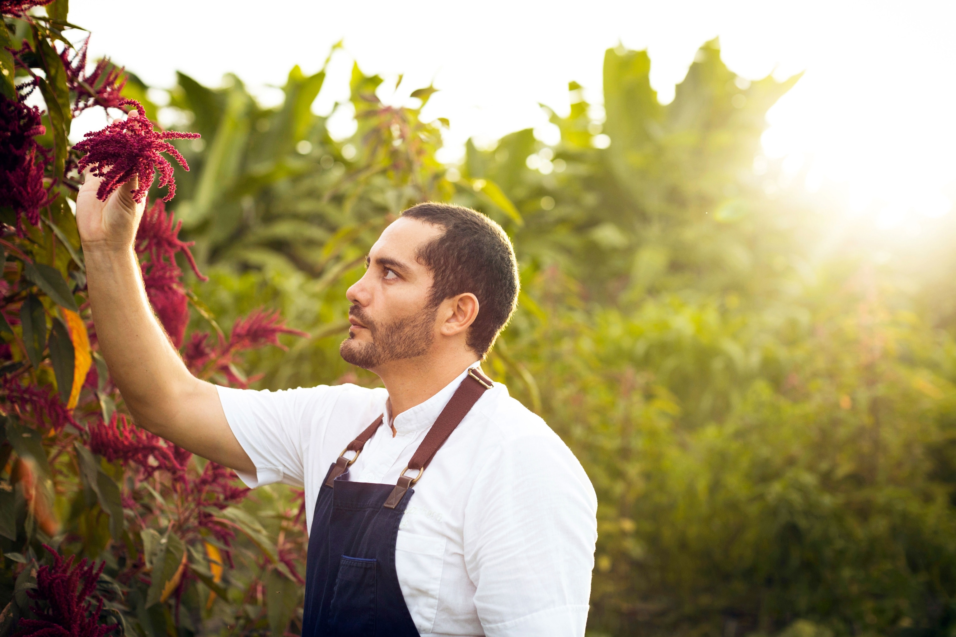 chef within forests picking red fruit