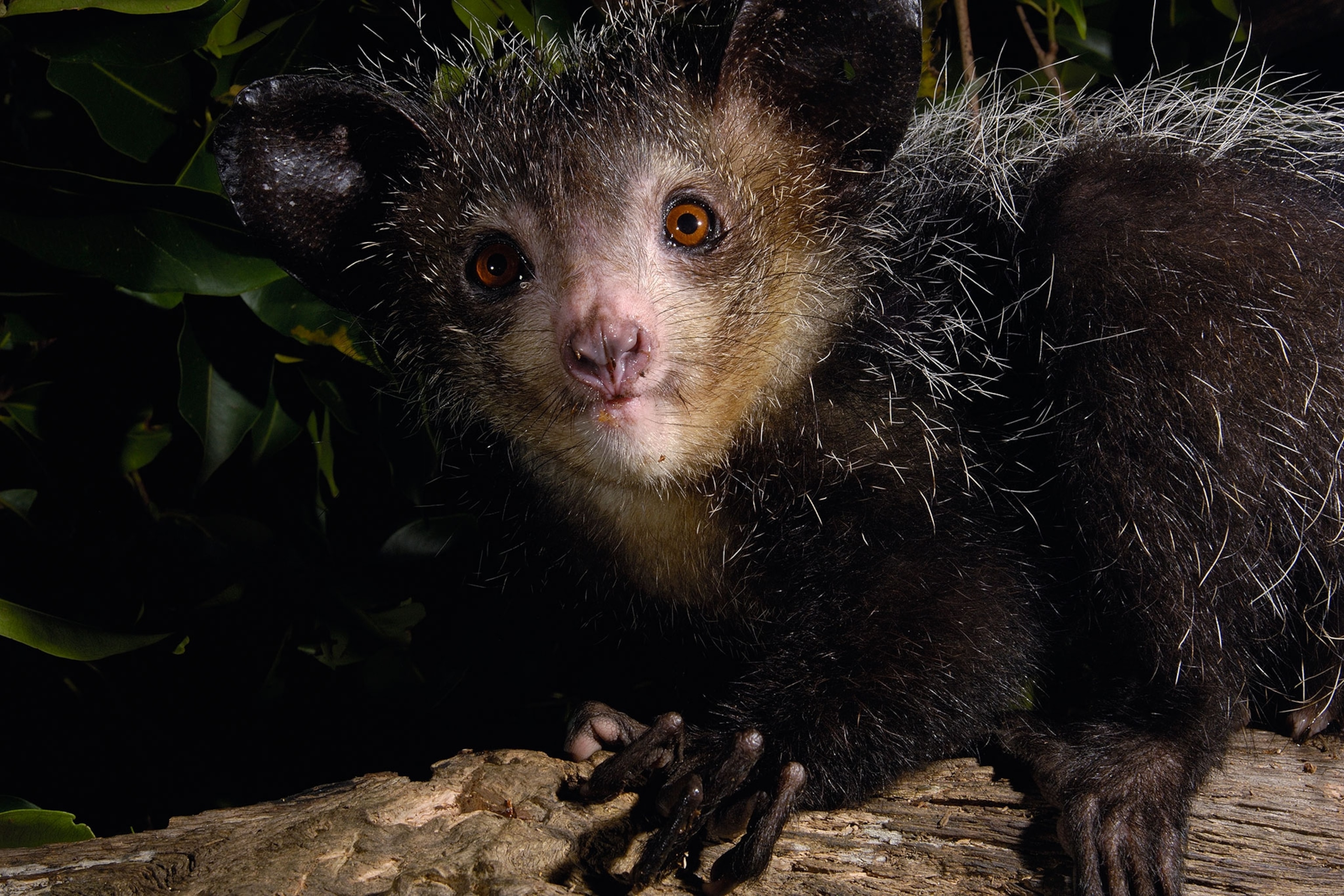 an aye-aye