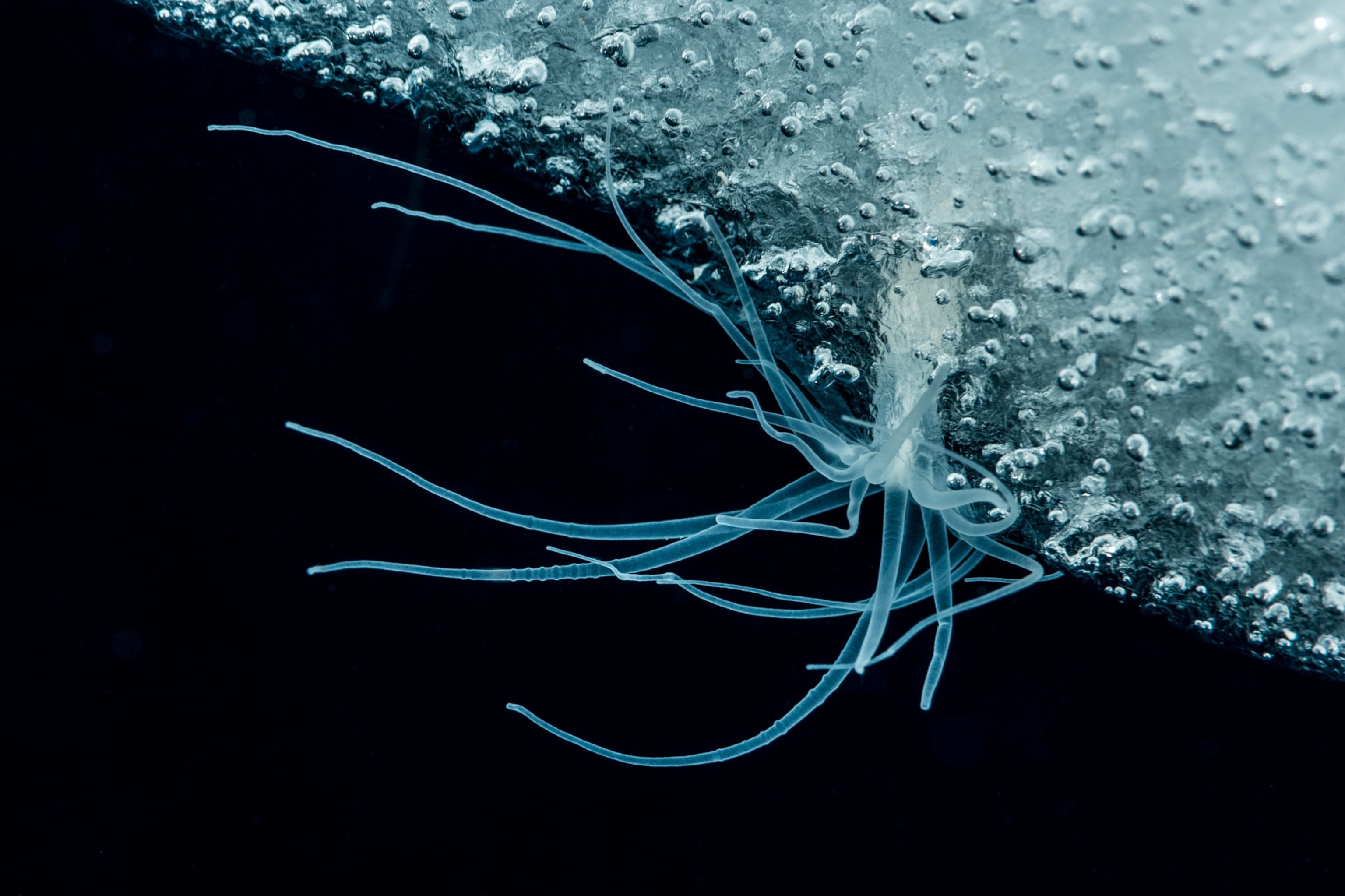 a translucent sea plant with tentacles the color of ice against a dark blue background