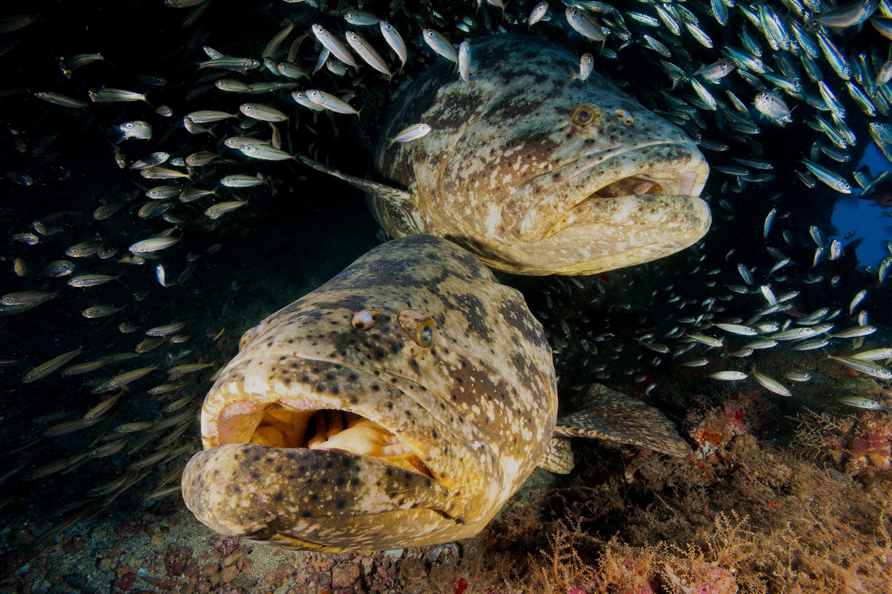 A large brown fish in water with silver fish swimming around them.