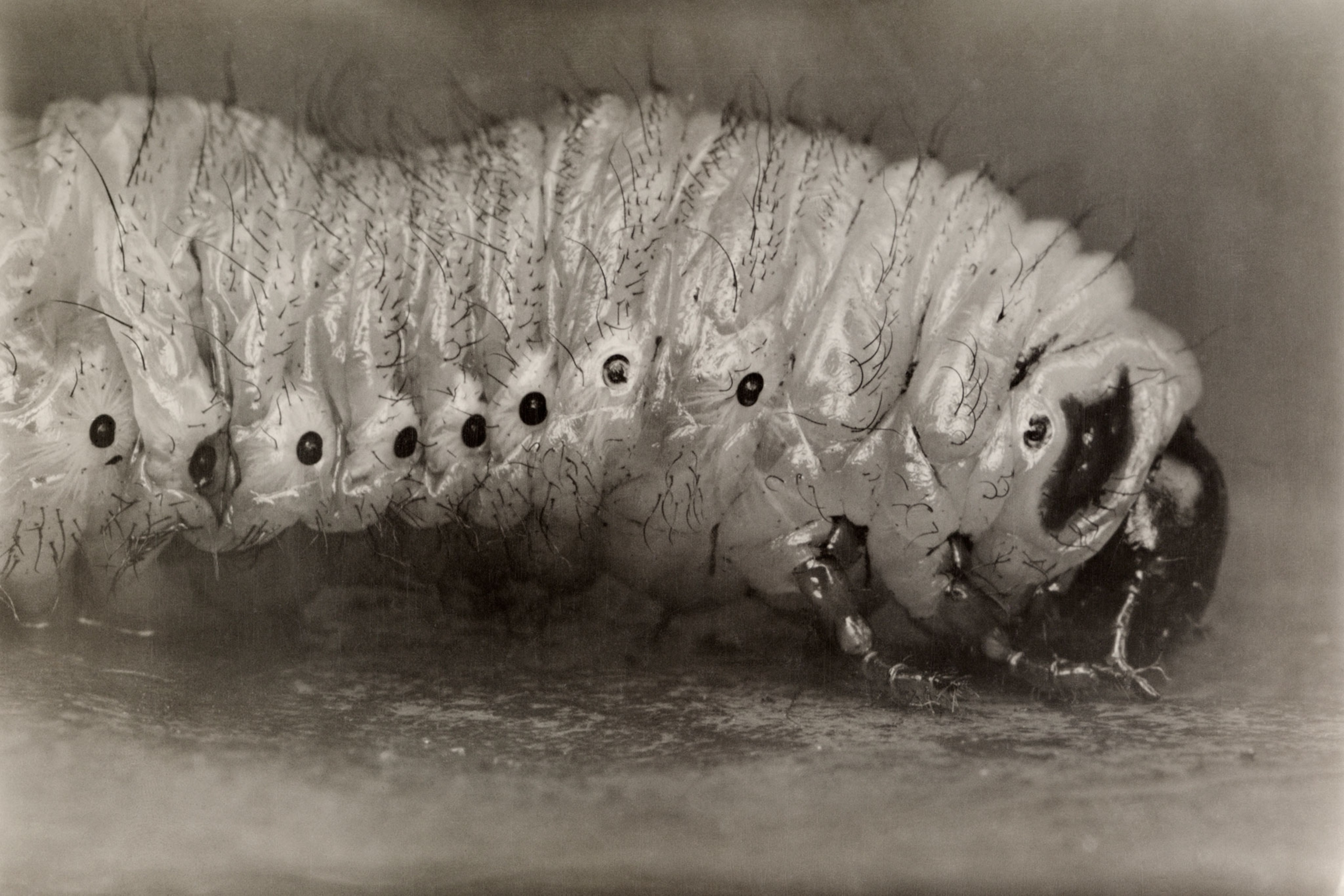 a June beetle larva.