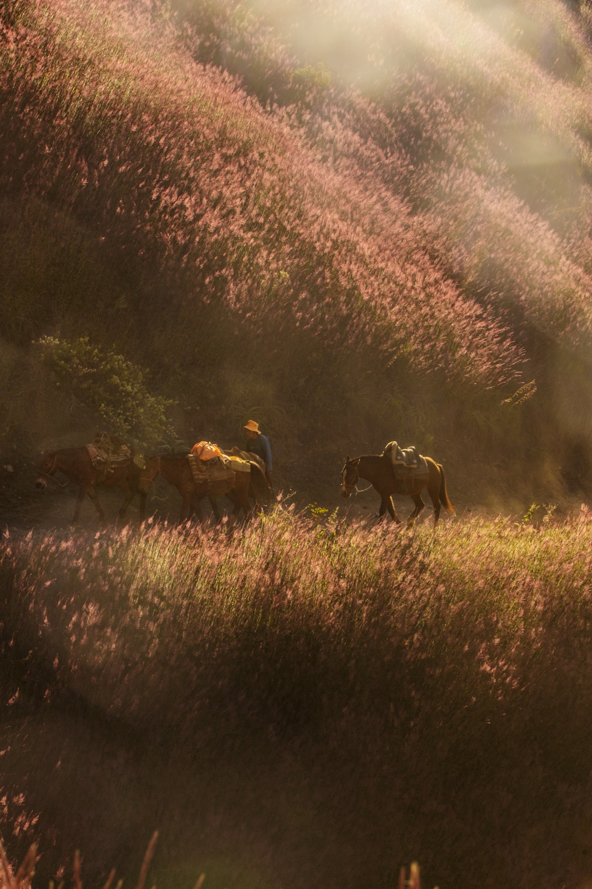 A muleteer and his horses on the way to the Chiquisca camp