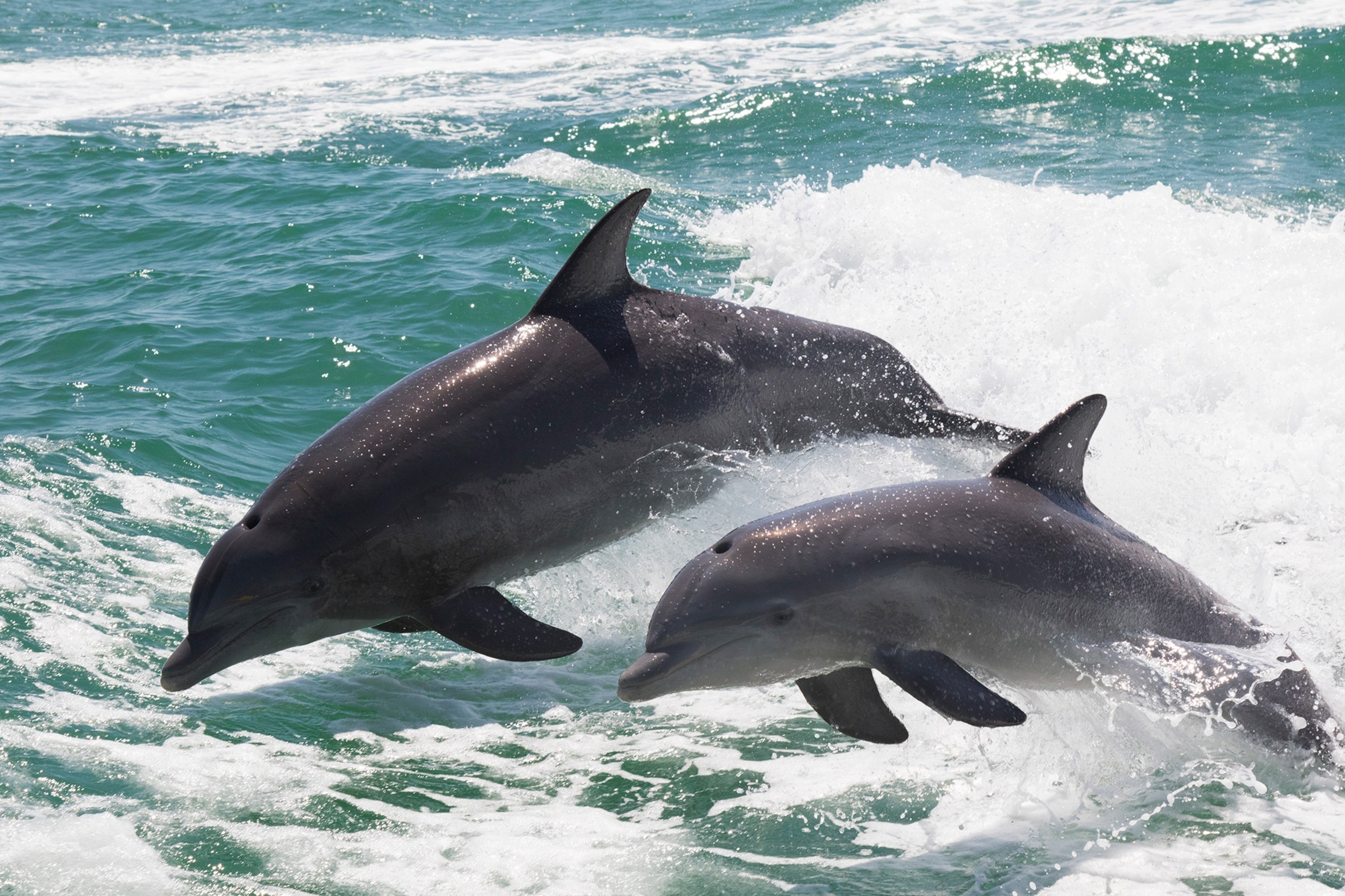 Adult and calf jumping out of water.