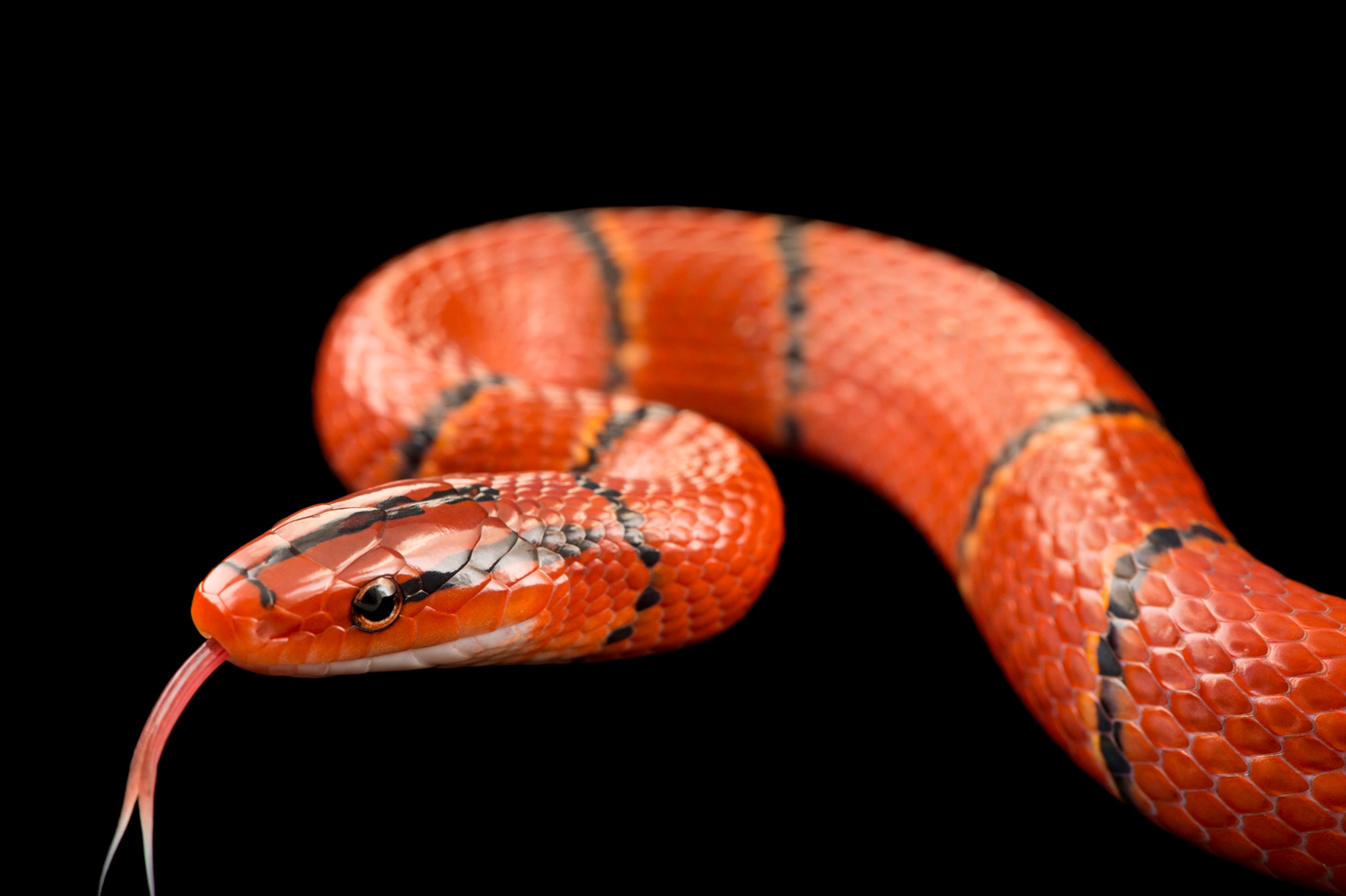 snake