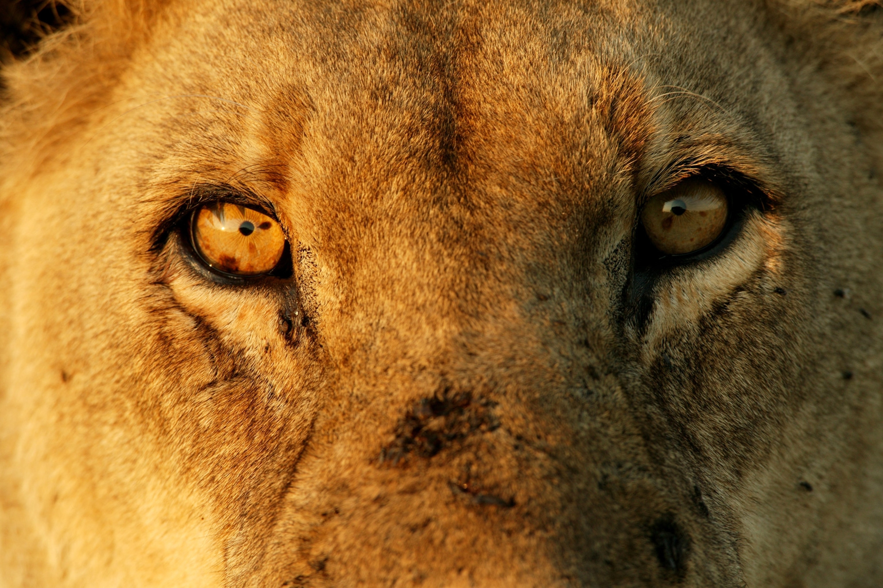 a close up of a lion's face