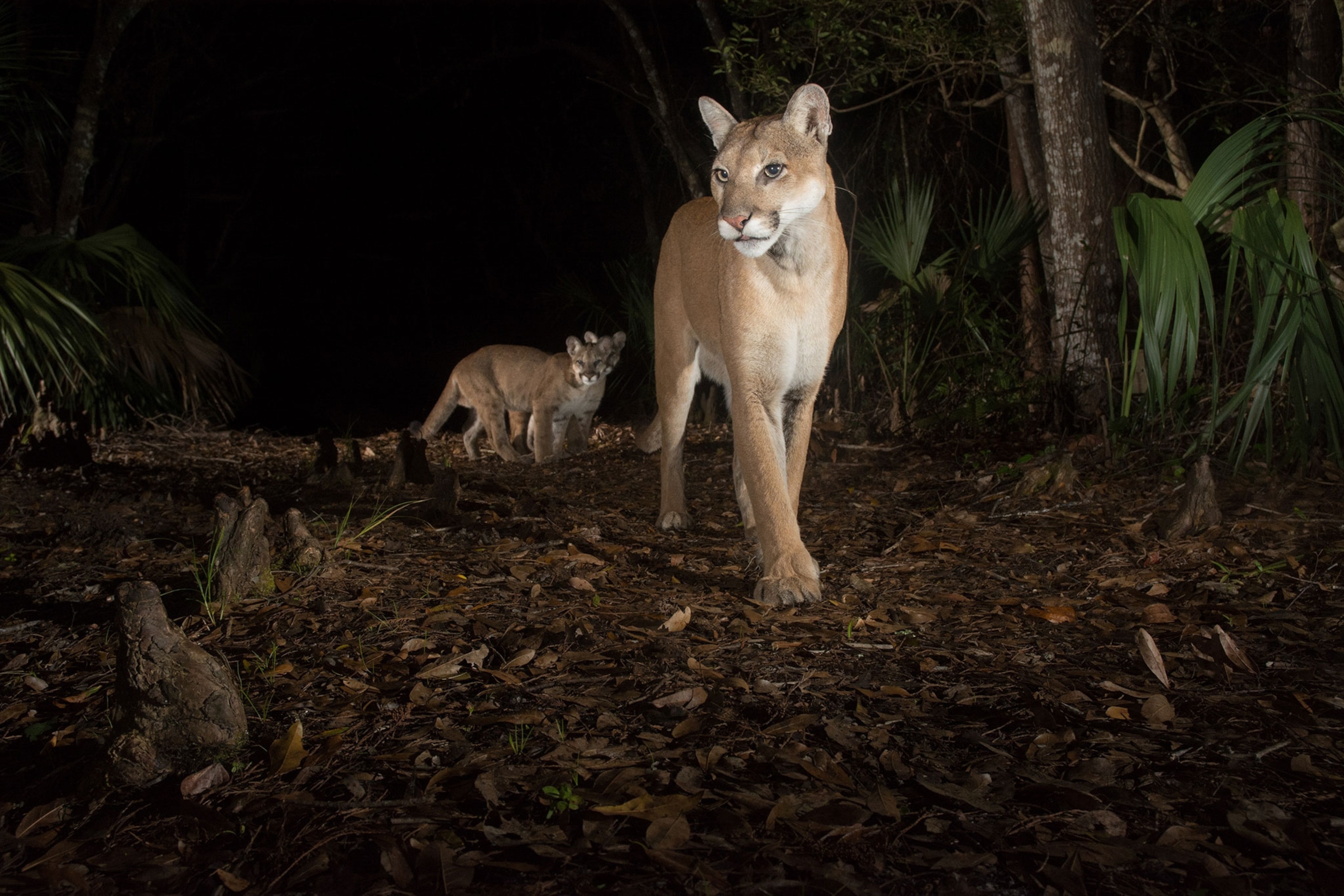 a female Florida panther and two kittens walking down a trail