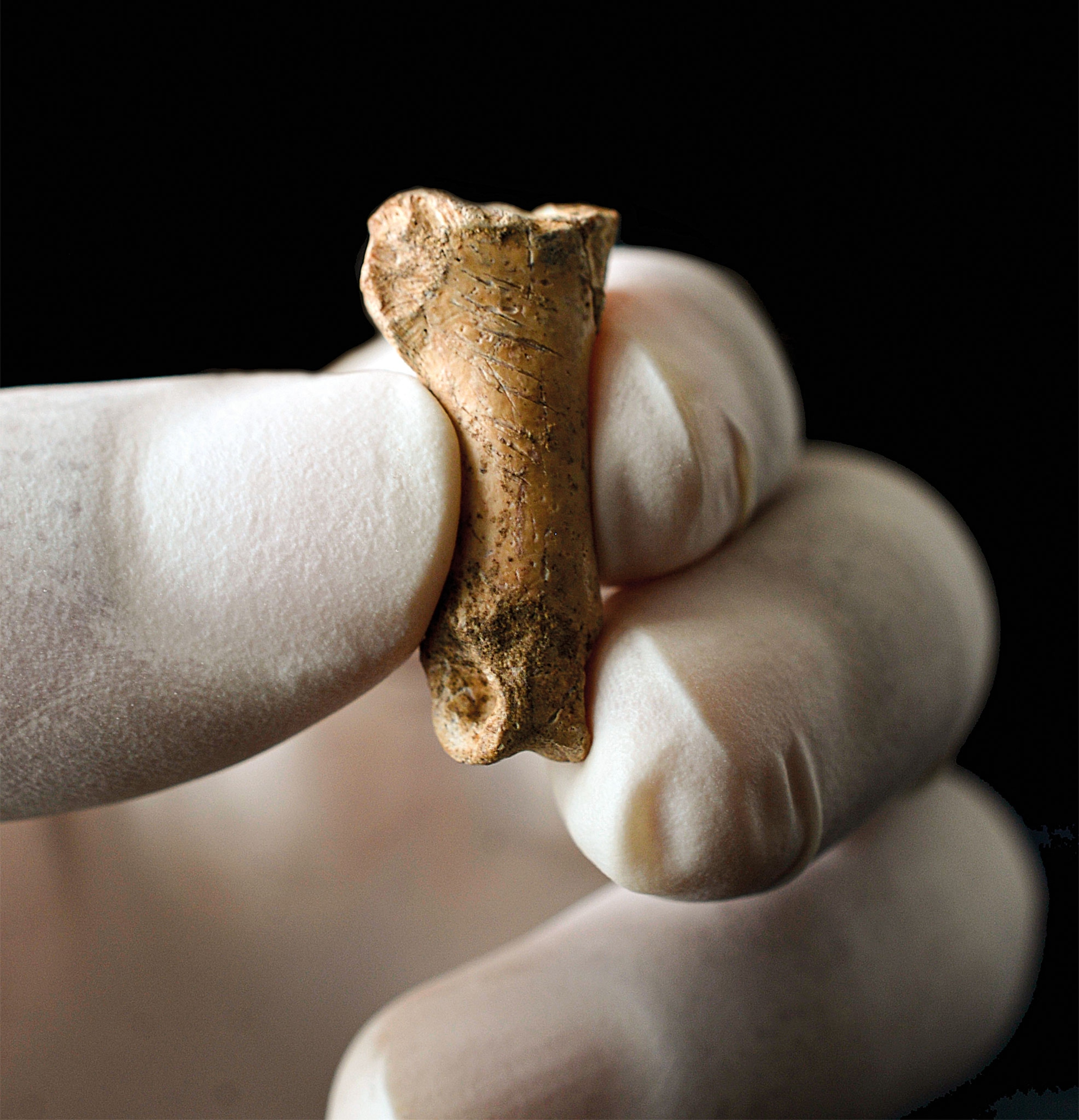A gloved hand holds a marked up eagle claw