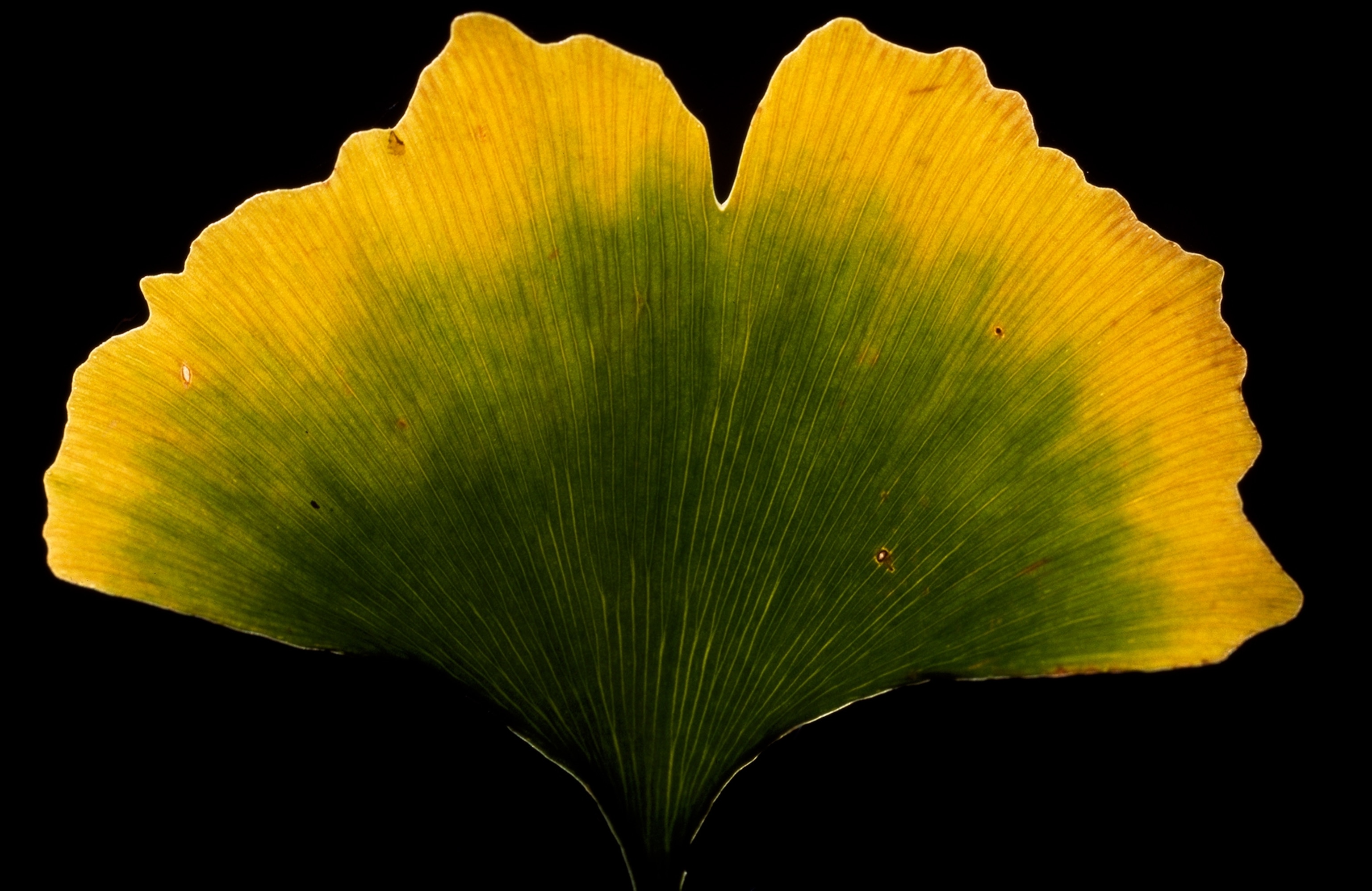 A close up photograph of a Ginkgo tree leaf.