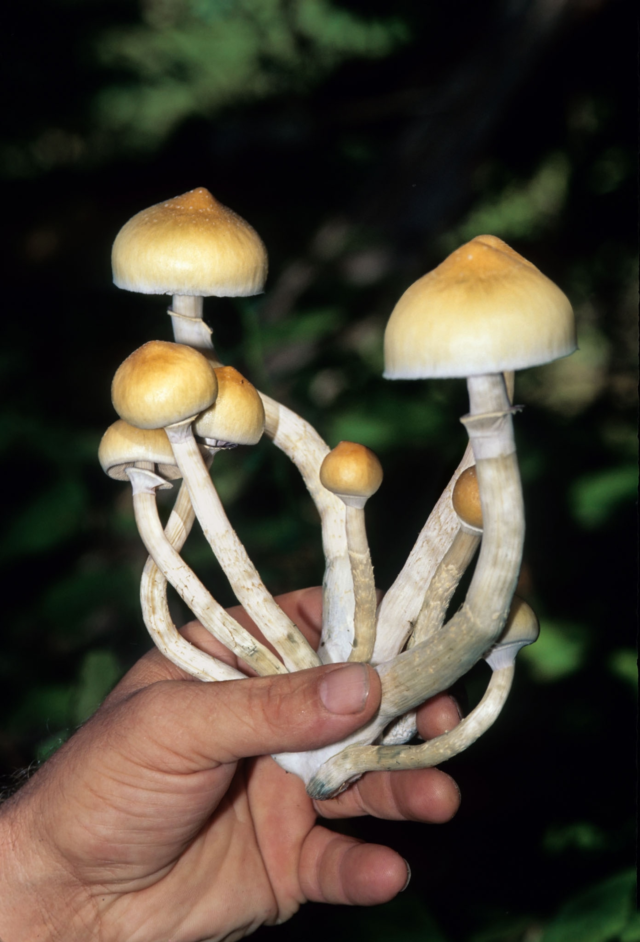 human hand holding a bunch of mushrooms.