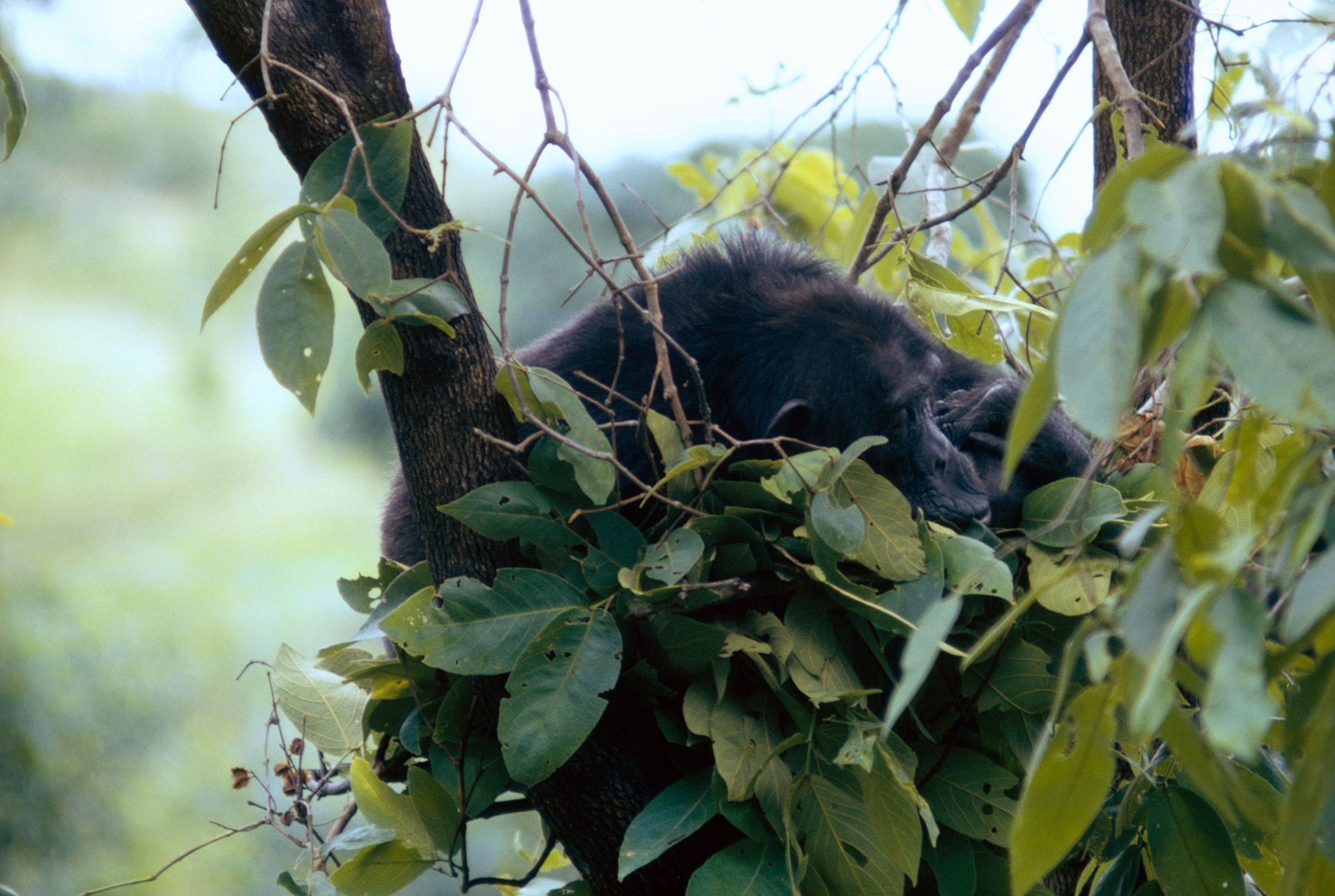 a chimpanzee sleeping in a tree