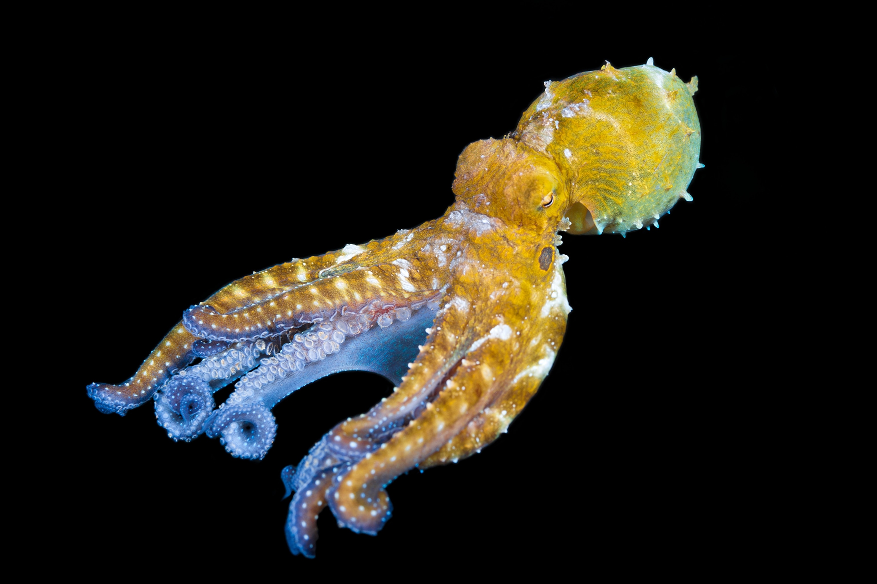 Yellow octopus with blue underlining swims in dark.
