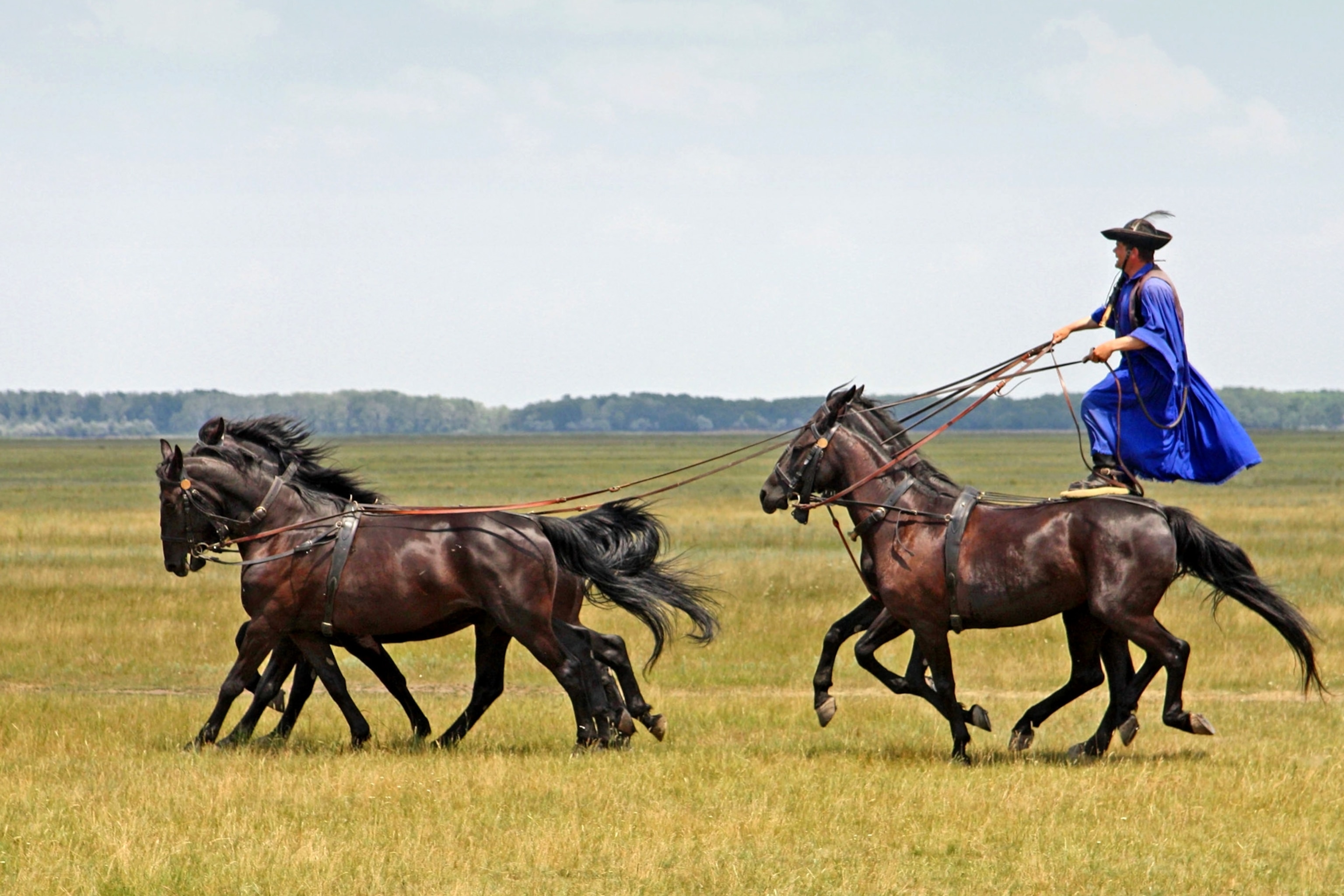 A man rides horses in the cultural style in hortobagy national park