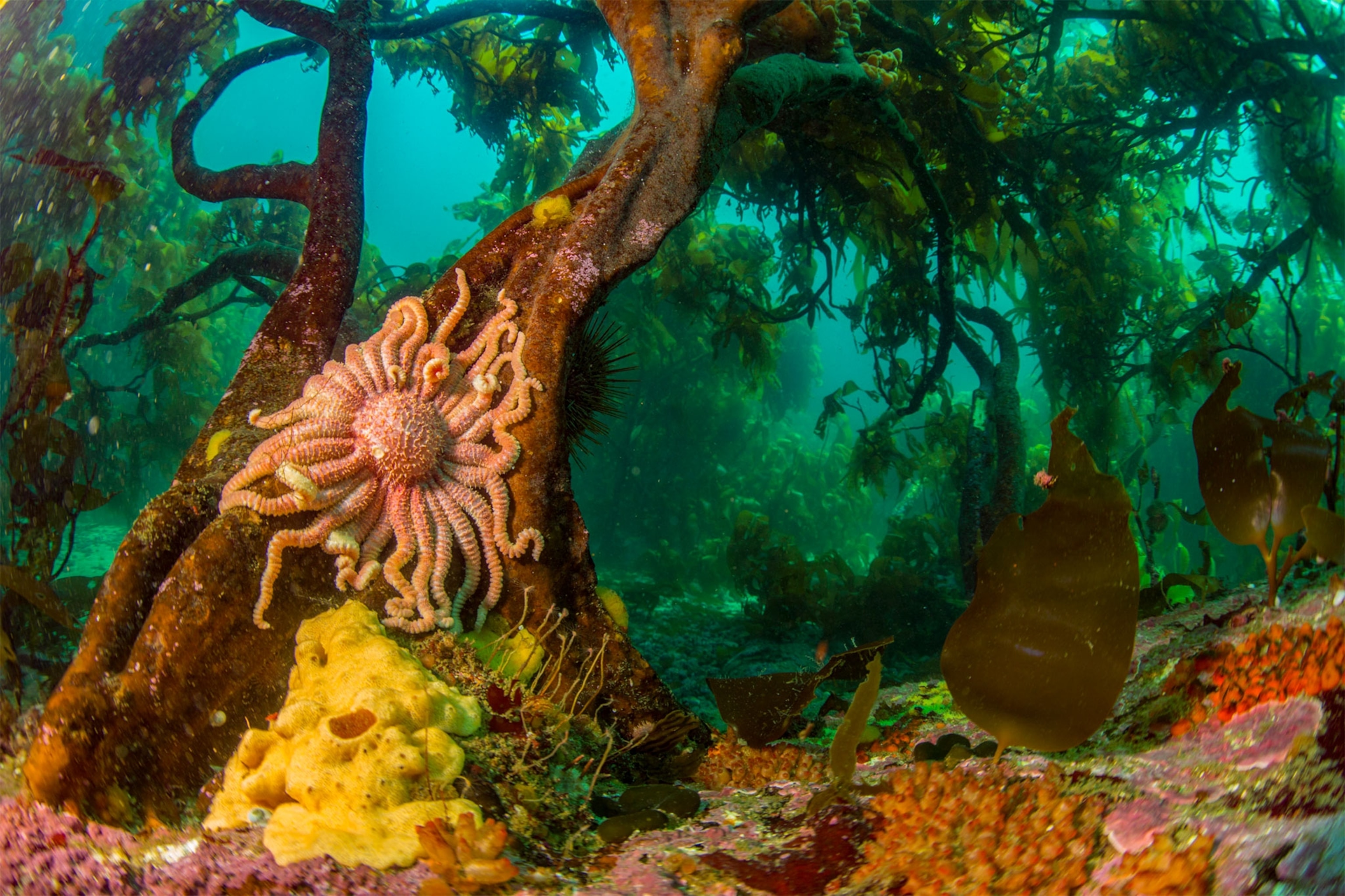 a sun star in the Falkland Islands