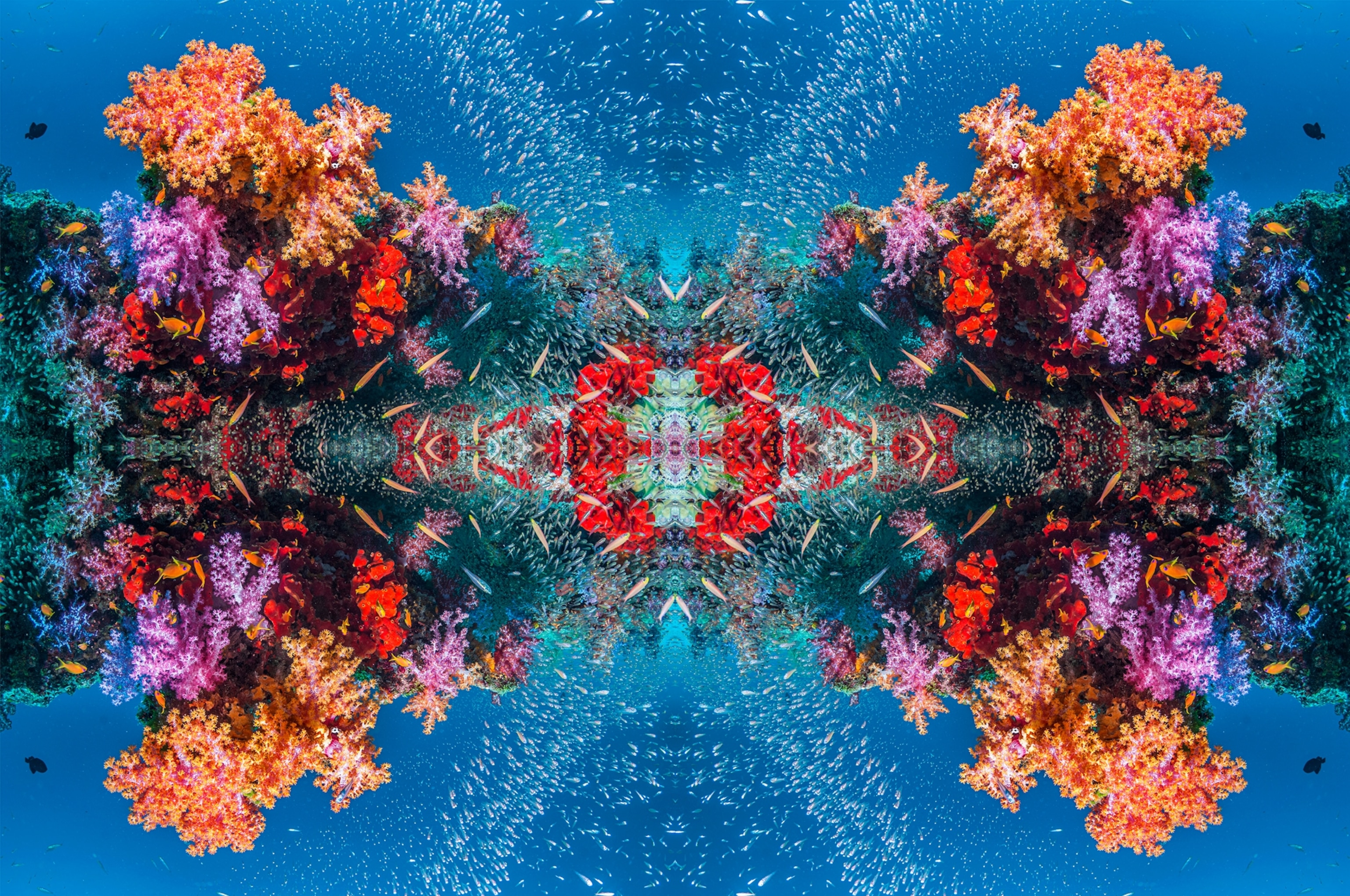 Corals on bright blue background.