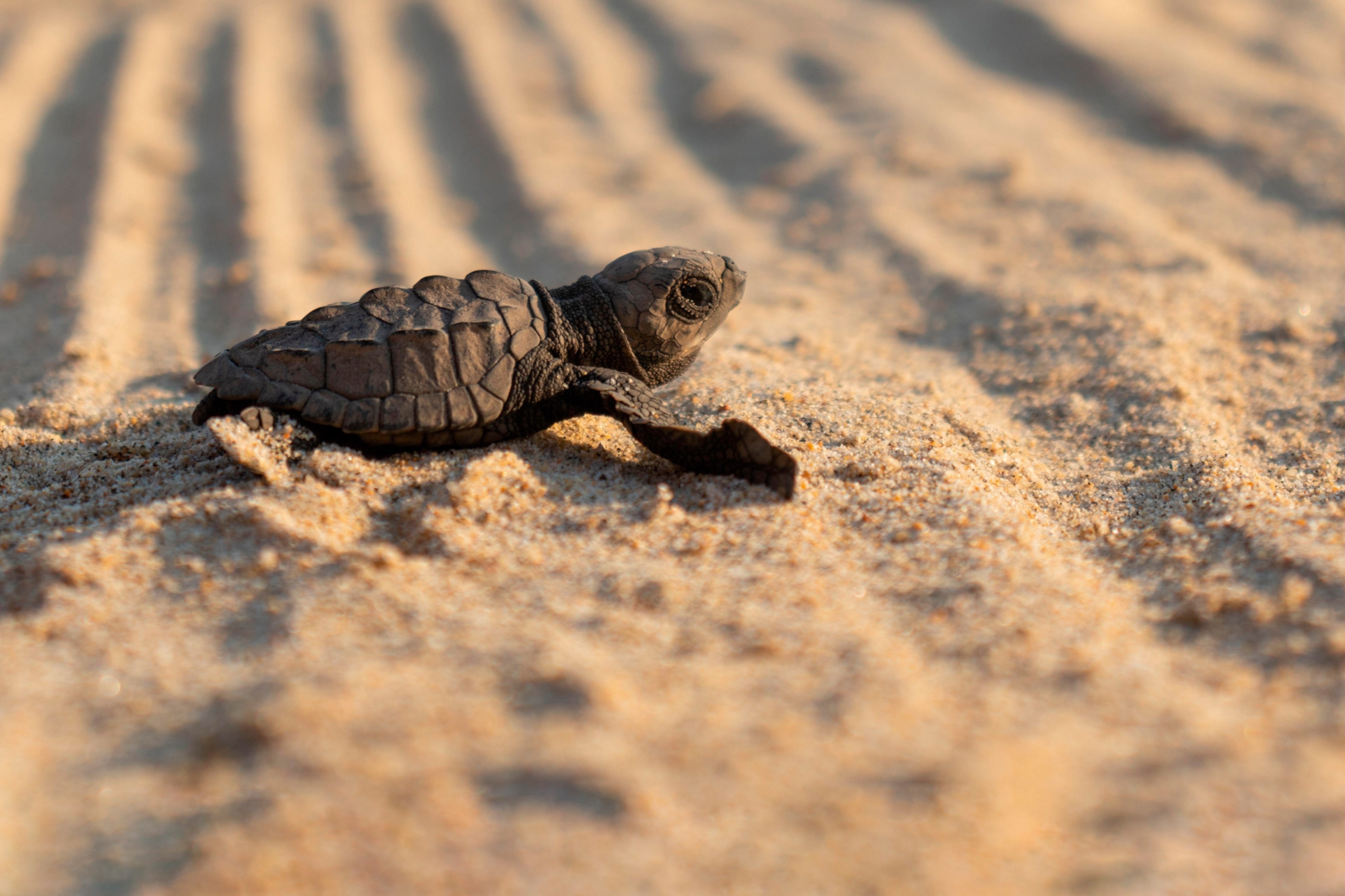 A sea turtle hatchling in the sand.