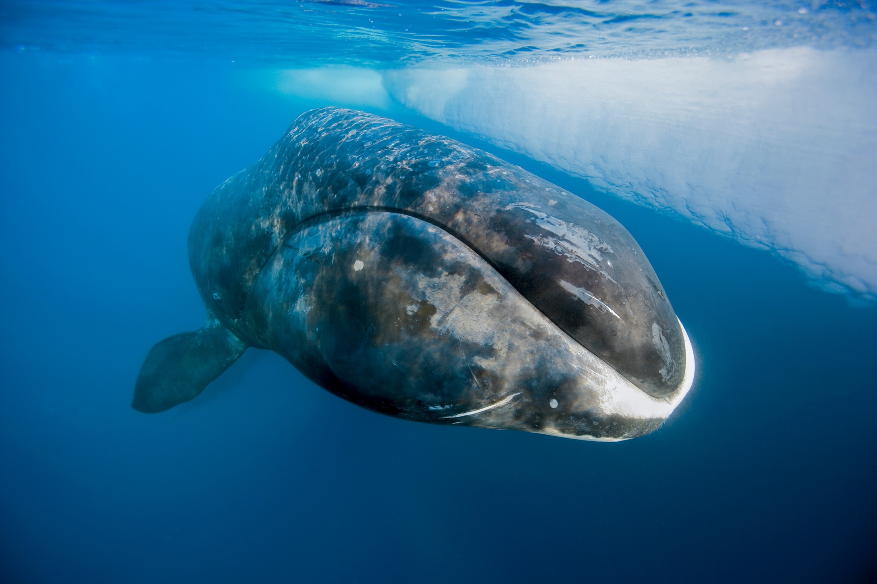 a bowhead whale