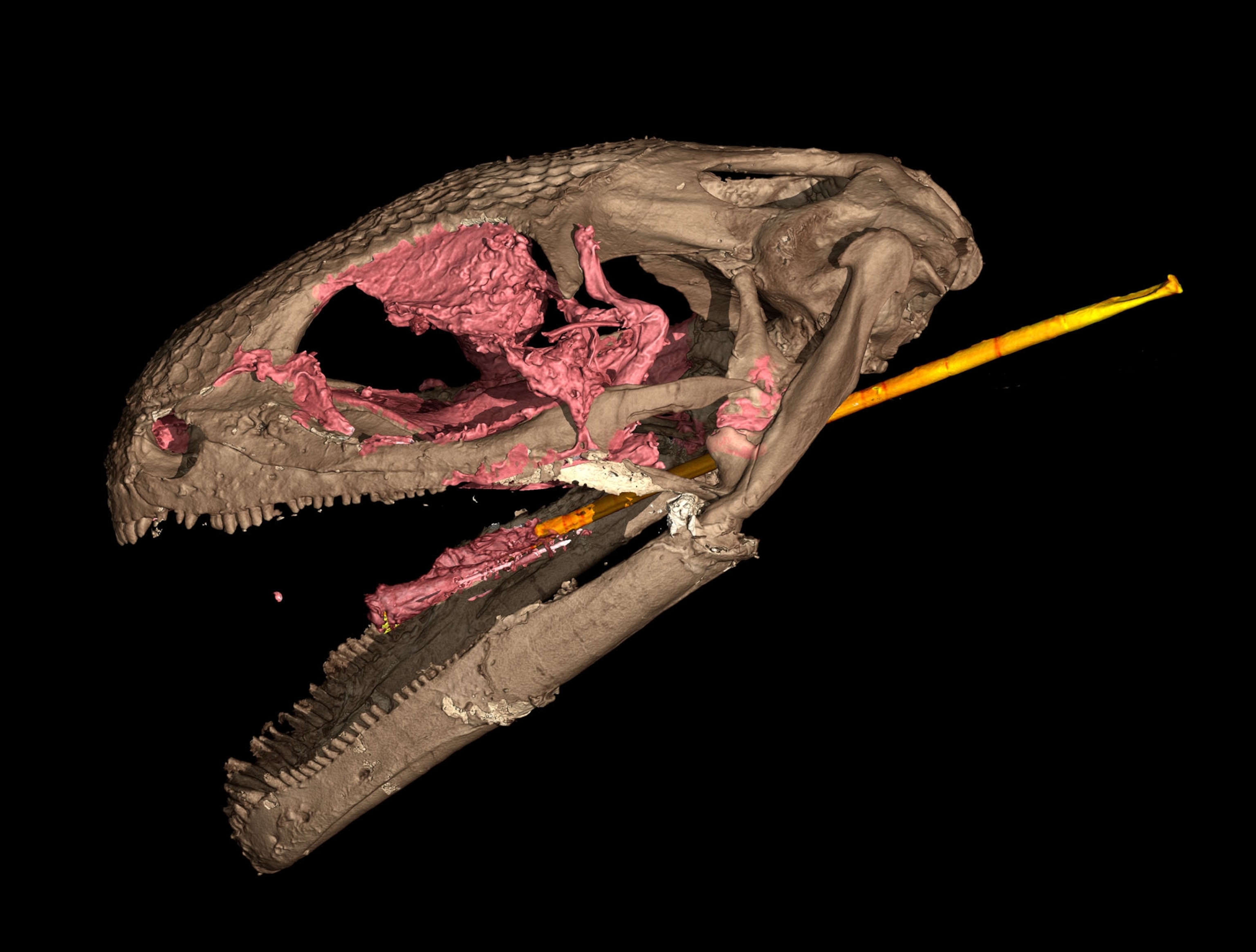 lizard skull.