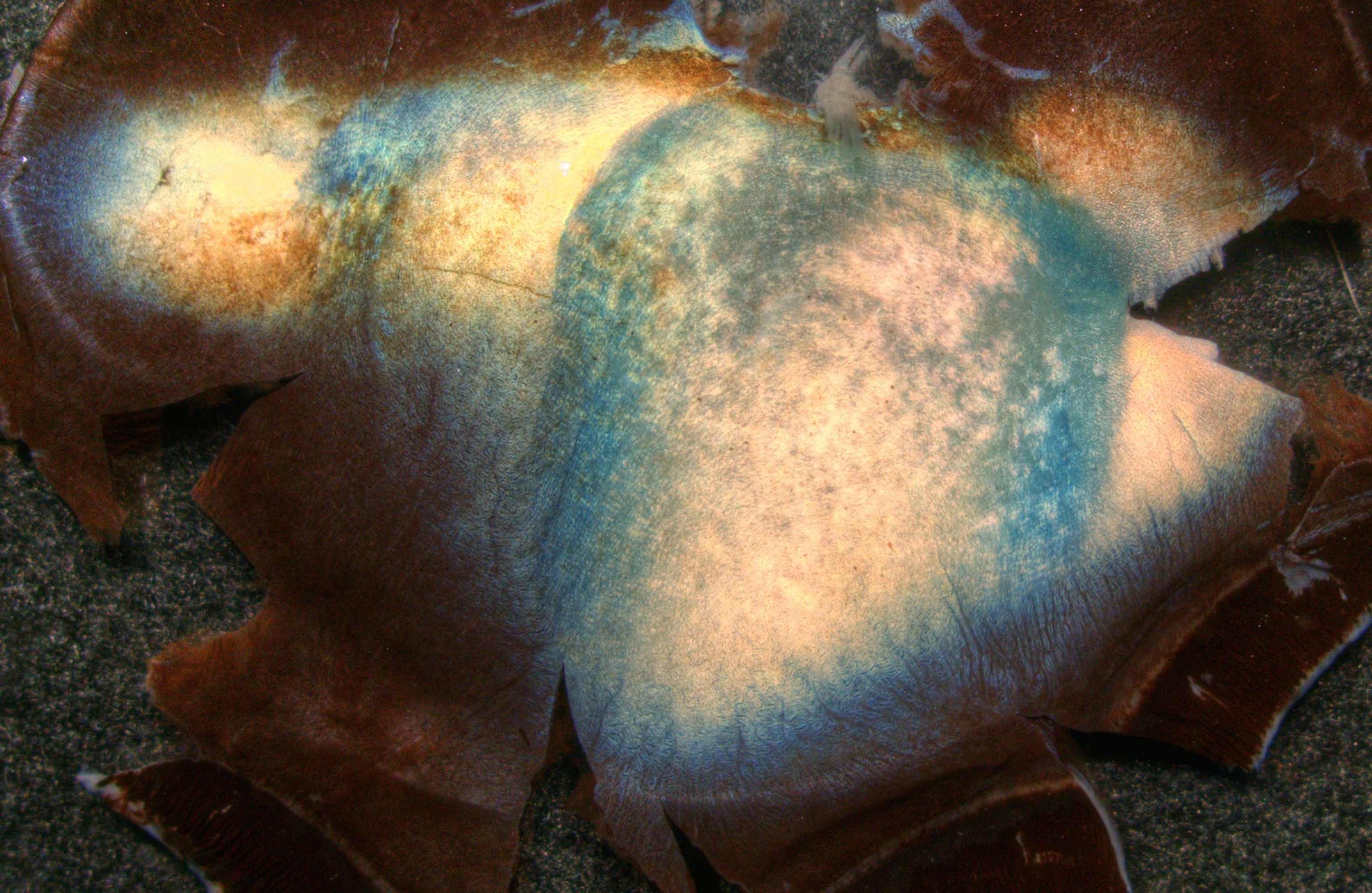 Illuminated and dissected reindeer tapeta.