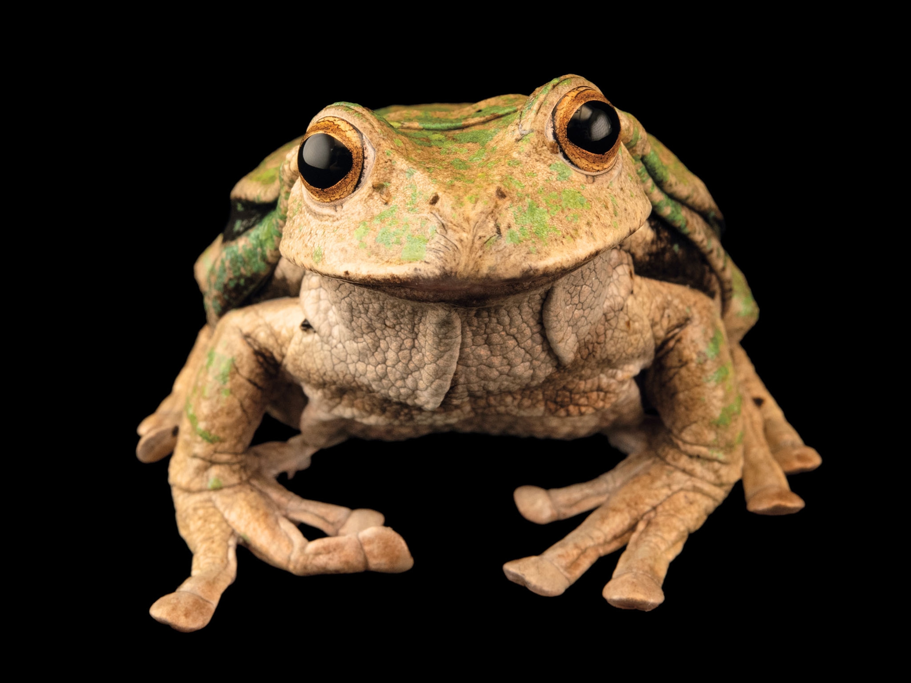 an Espada's marsupial frog