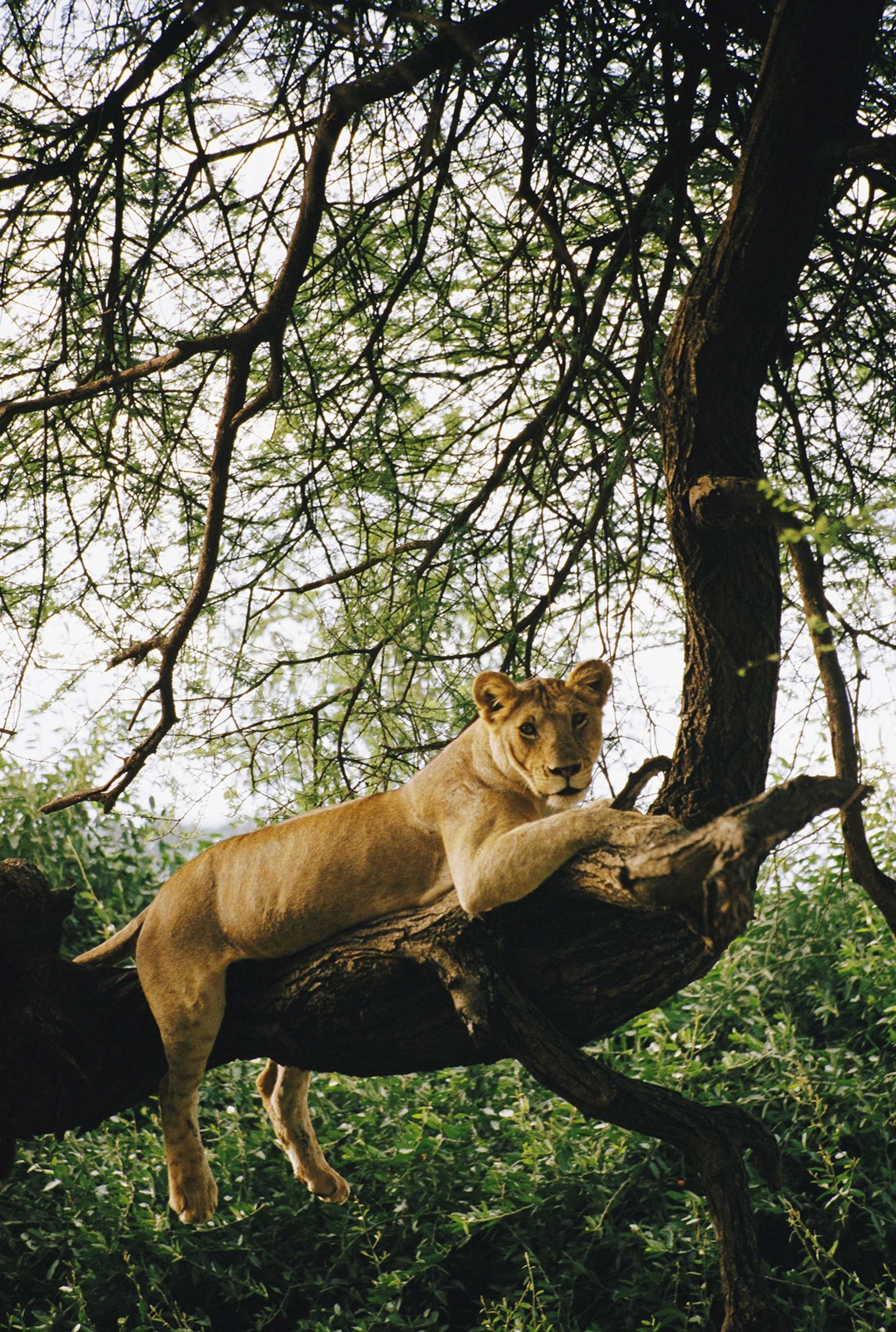 a lion sitting in a tree in Tanzania