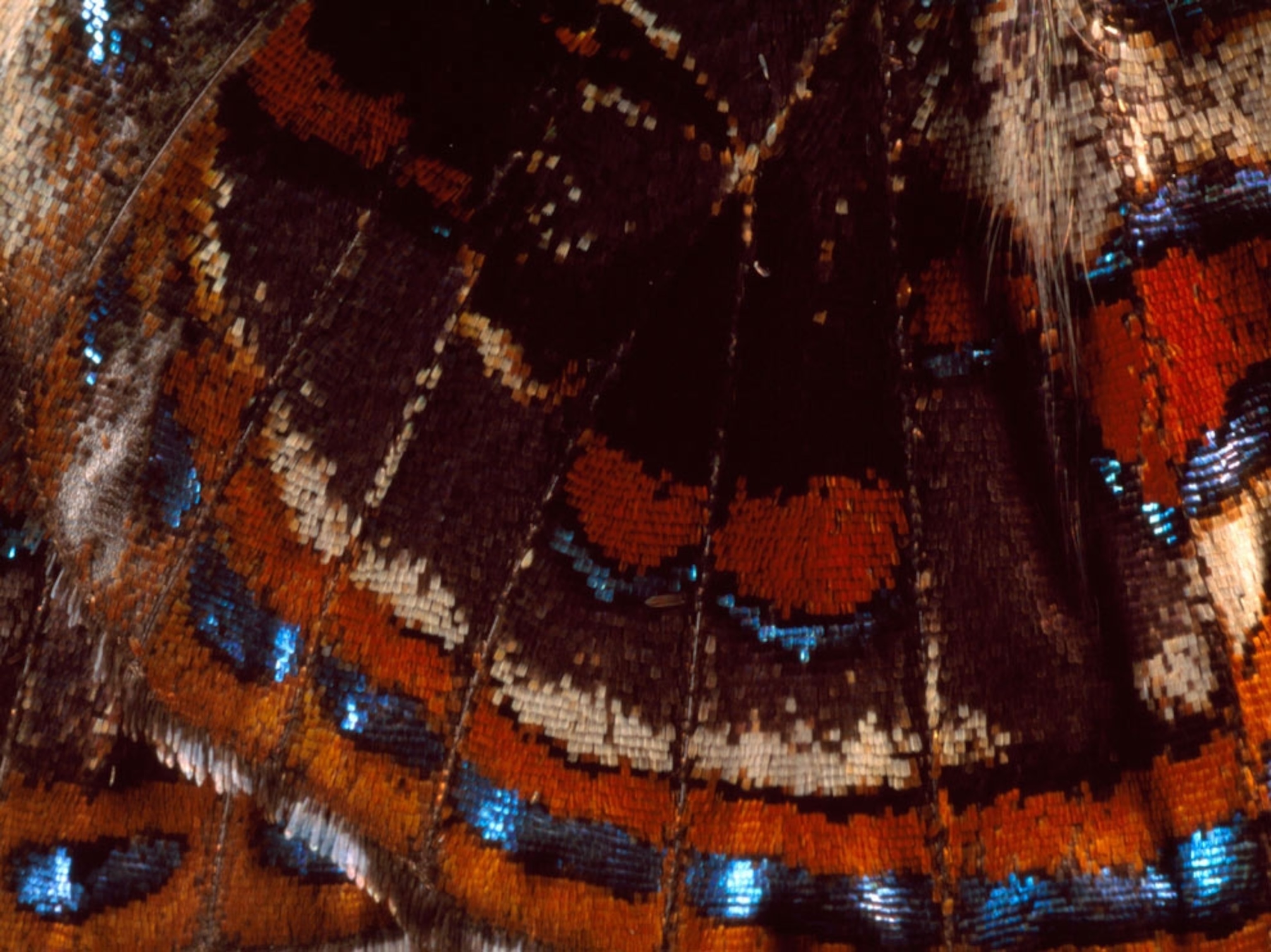 Close-up of a butterfly's wings