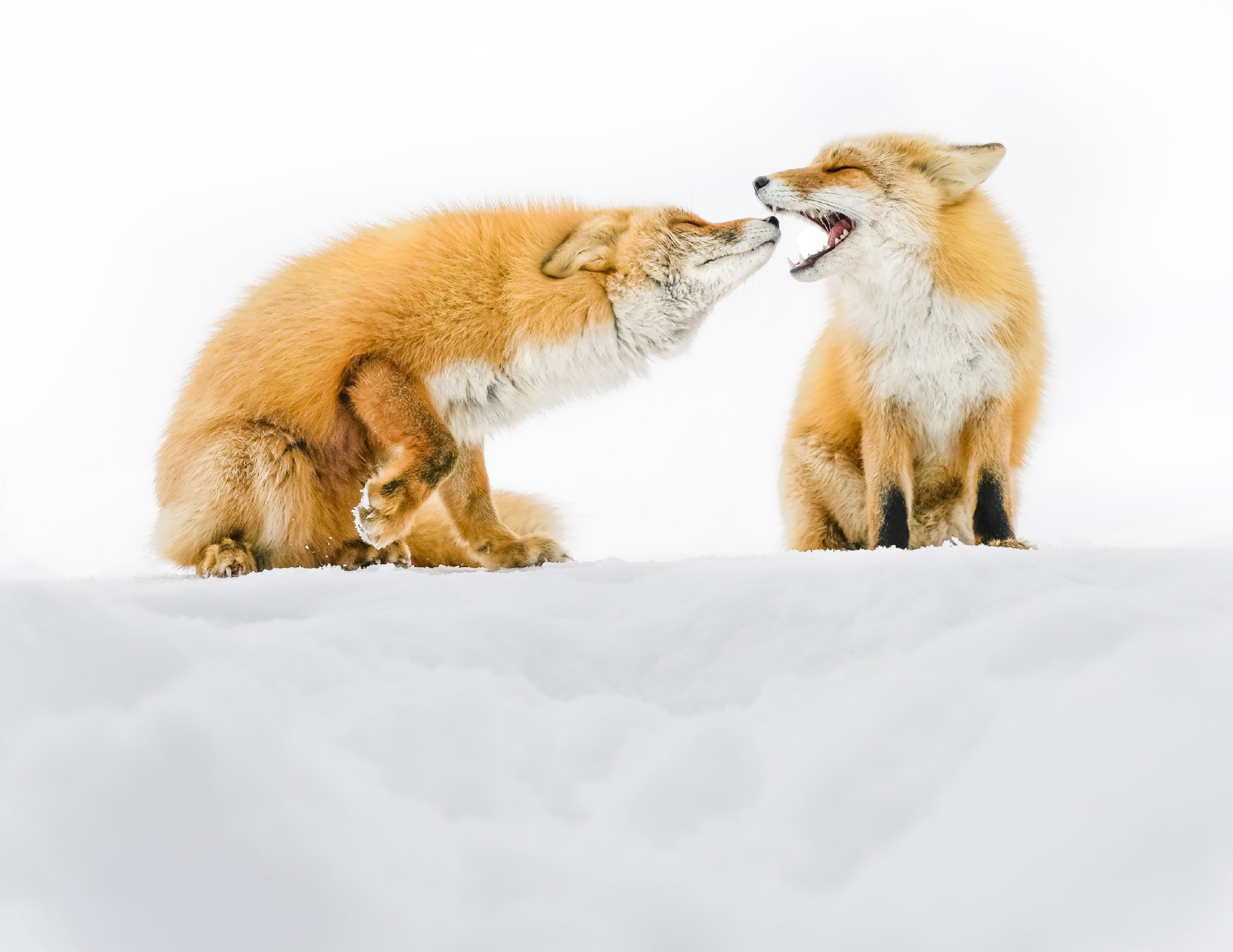 fox