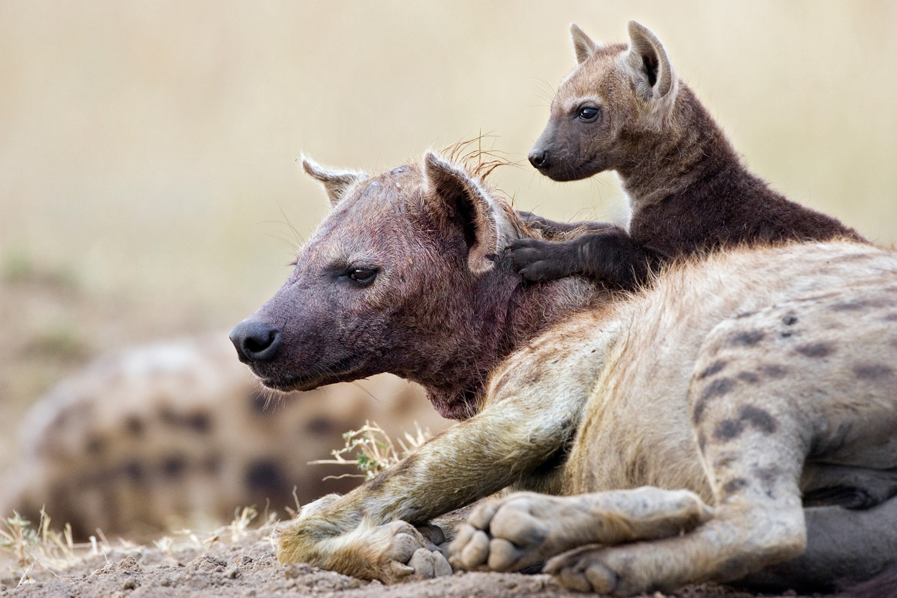 a spotted hyena cub sitting on her mother