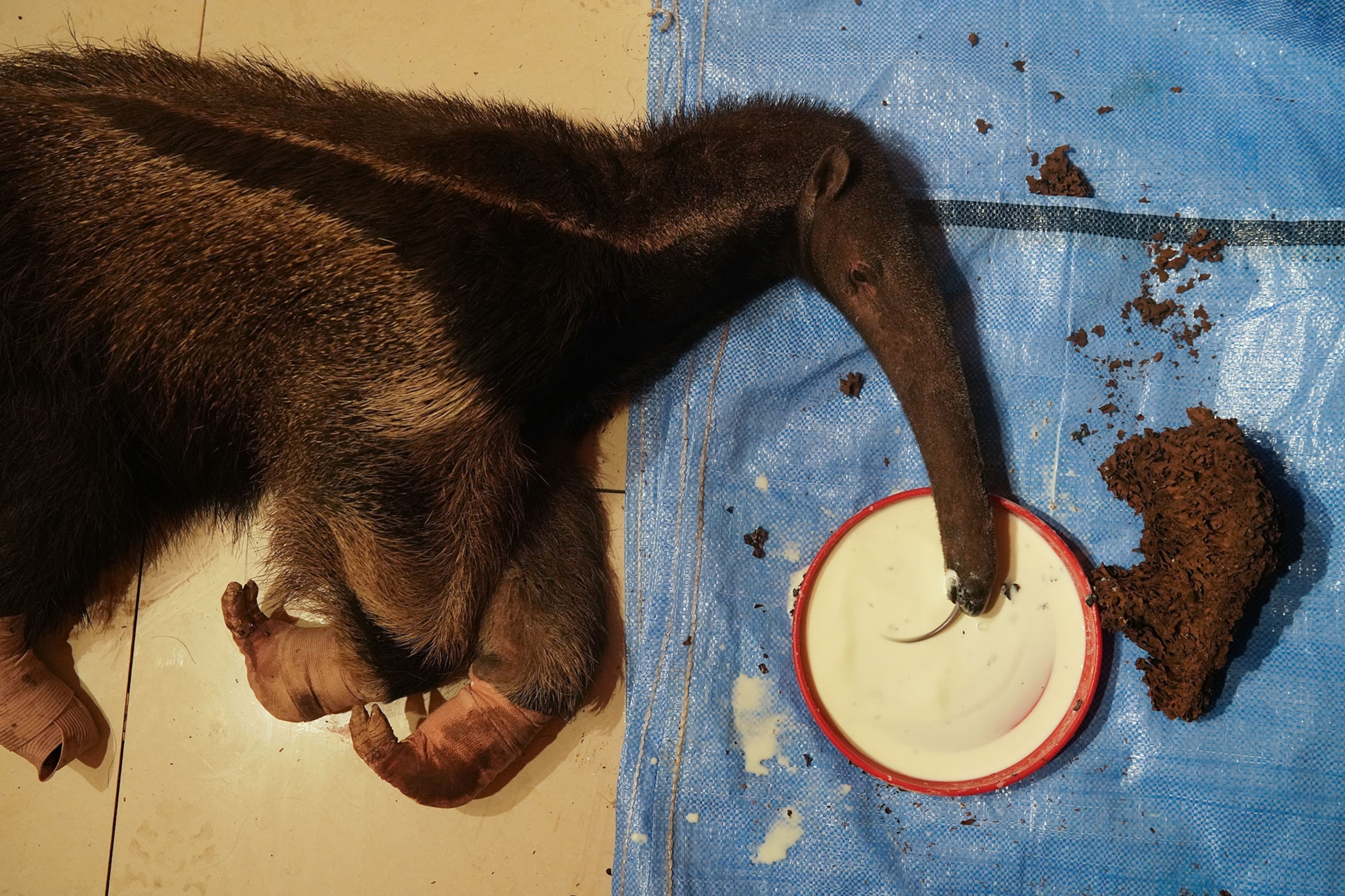 an anteater recovering from burns